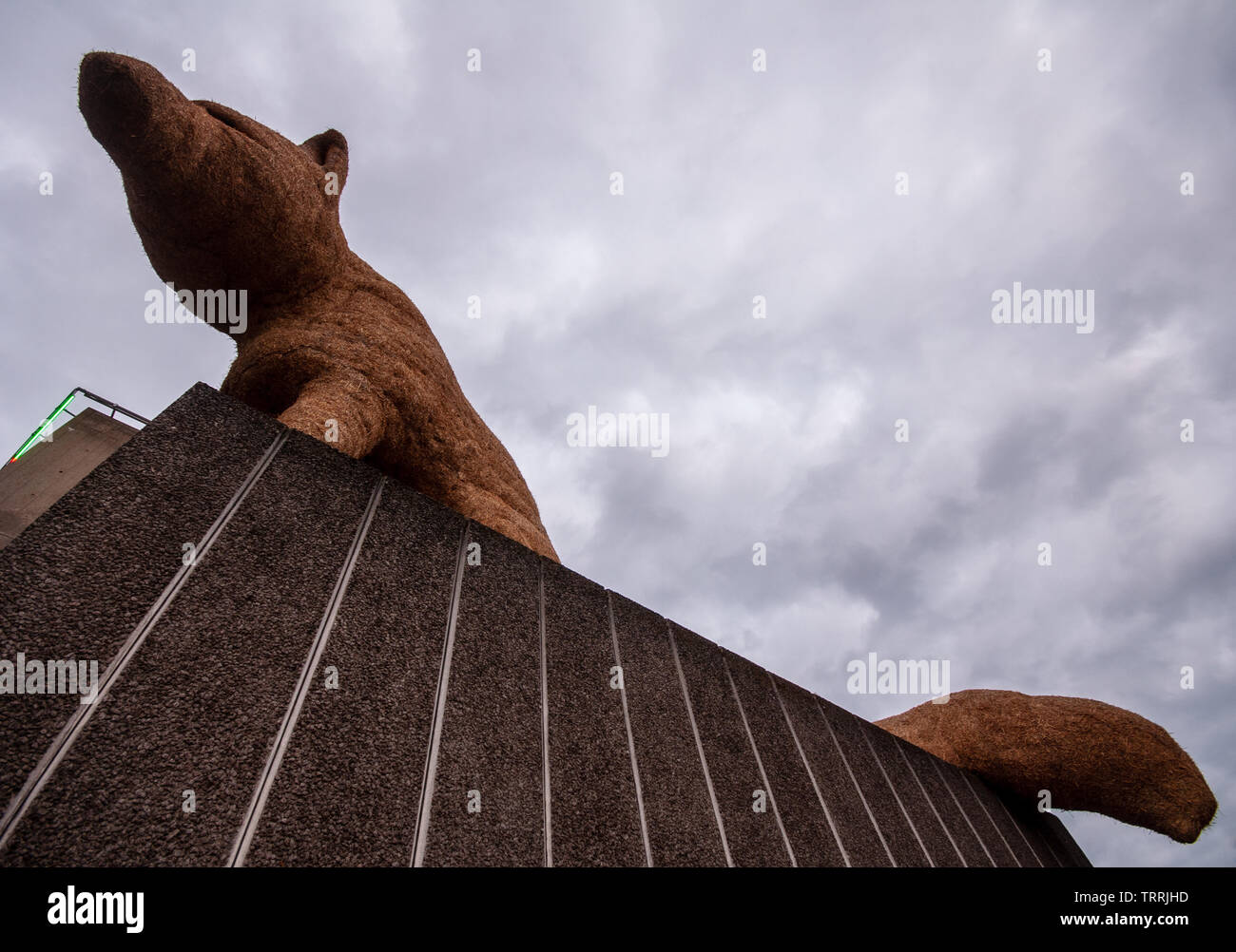 London, England, Regno Unito - 15 Giugno 2011: "Urban fox", una grande scultura, sorge sulla South Bank Centre di Londra. Foto Stock