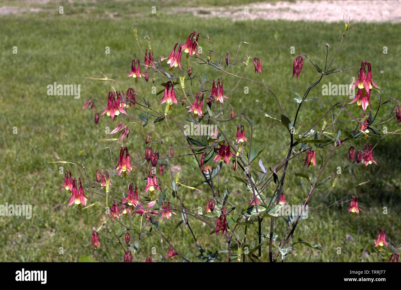 Grandi fioriture Columbine in cantiere Foto Stock
