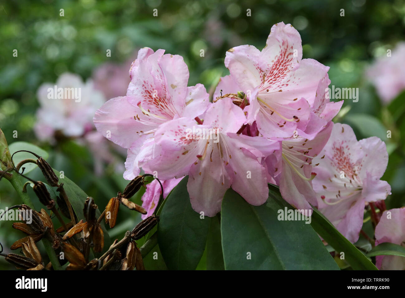 Rododendri, Blüte, Foto Stock