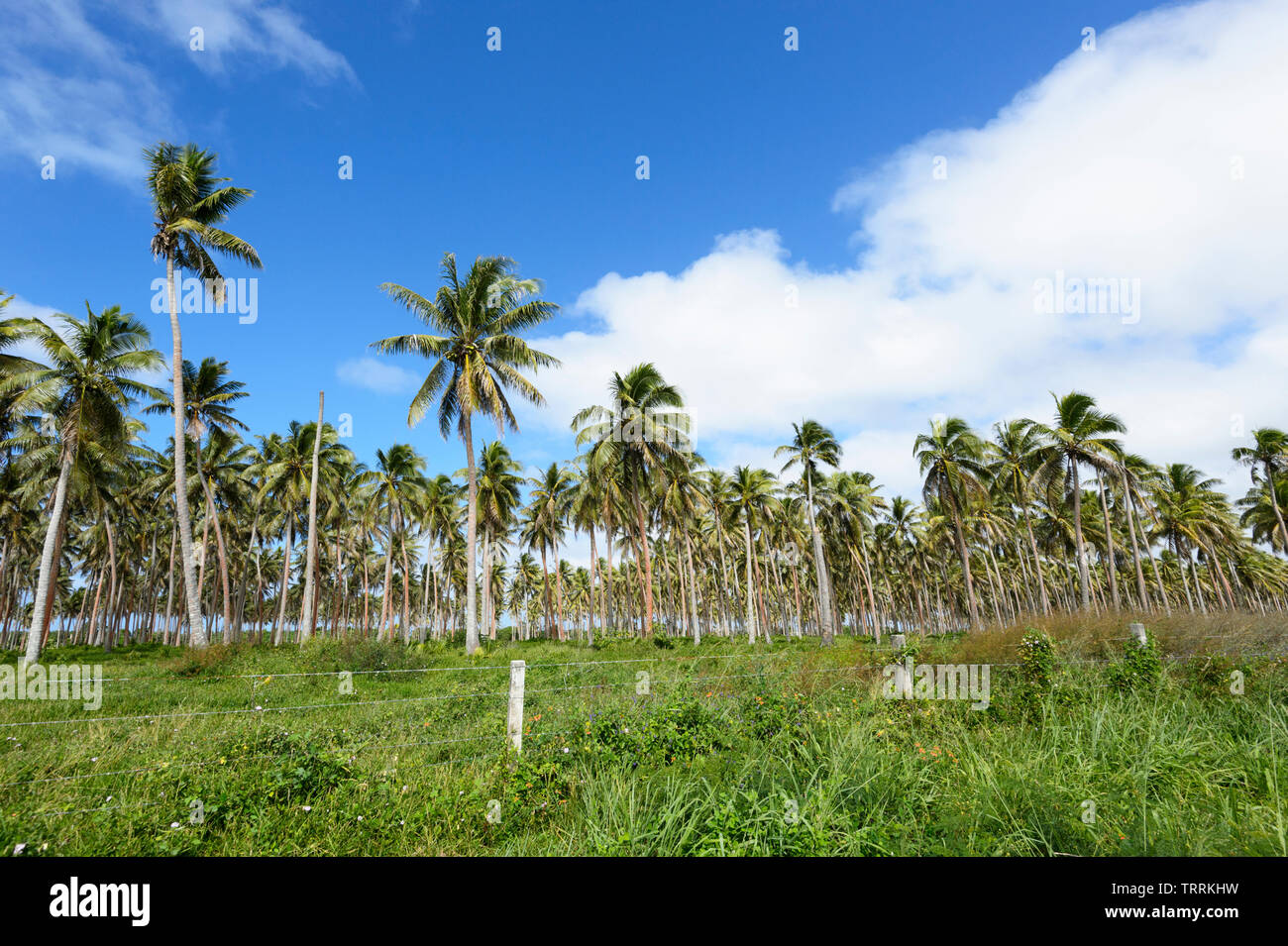 Una vecchia piantagione di alberi di noce di cocco utilizzata per far crescere la copra vicino a Port Vila, l'isola di Efate, Vanuatu, Melanesia Foto Stock