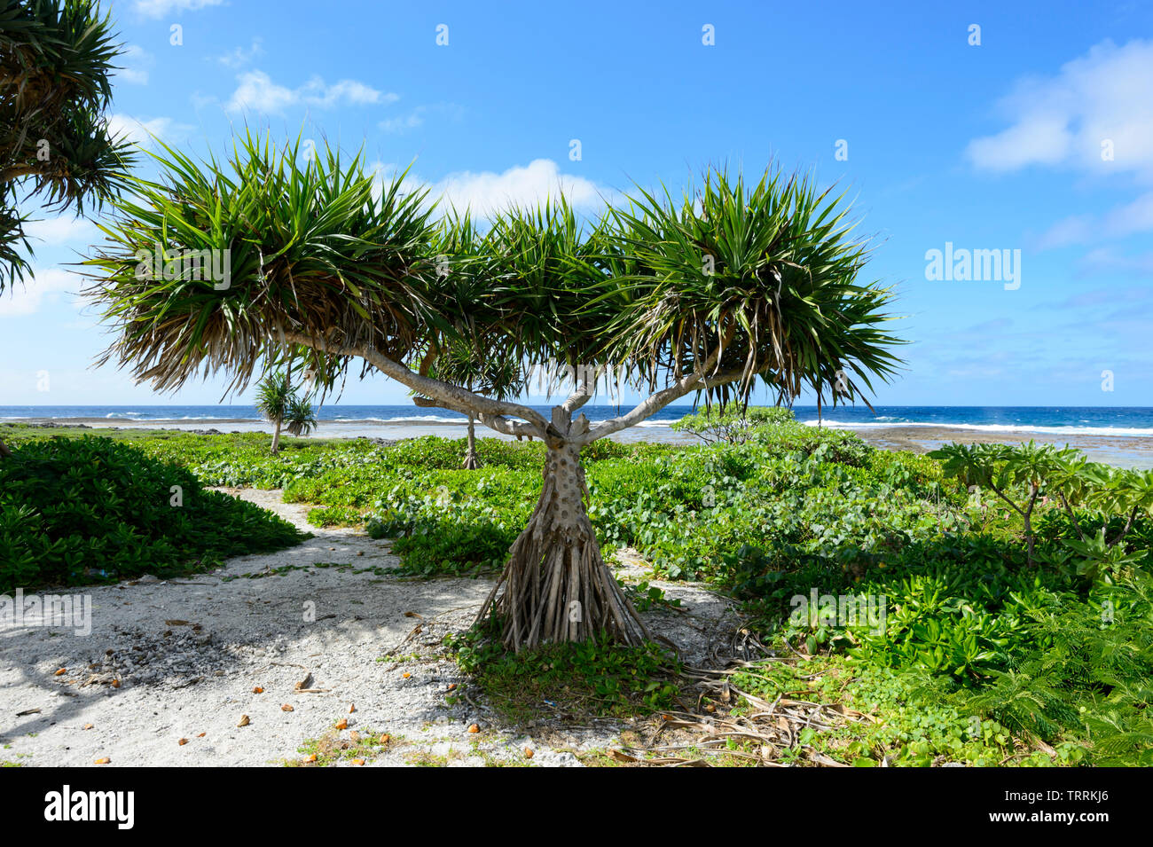 Pandanus alberi che crescono lungo la spiaggia e sull'isola di Efate, vicino a Port Vila, Vanuatu, Melanesia Foto Stock