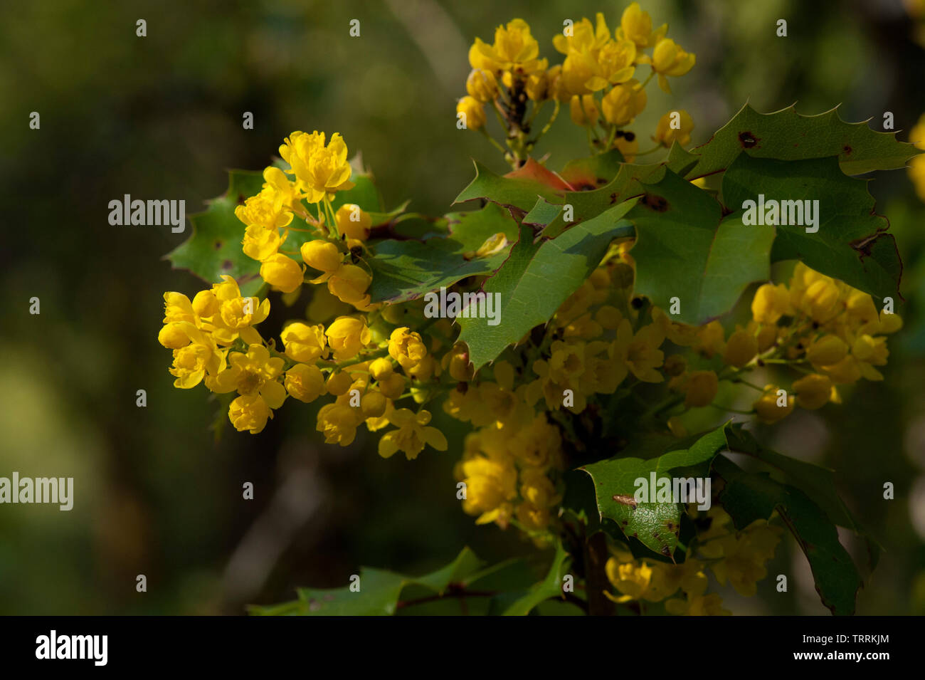 Tall Oregon uva, (Mahonia aquifolium) in fiore. Foto Stock