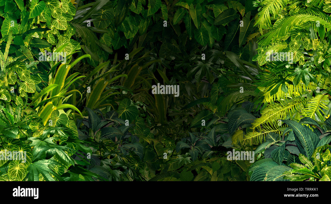 La giungla tropicale come sfondo verde ricco di piante di foresta pluviale come felci e Palm tree lascia scoperto nel sud di climi caldi come il Sud America o Hawaii. Foto Stock