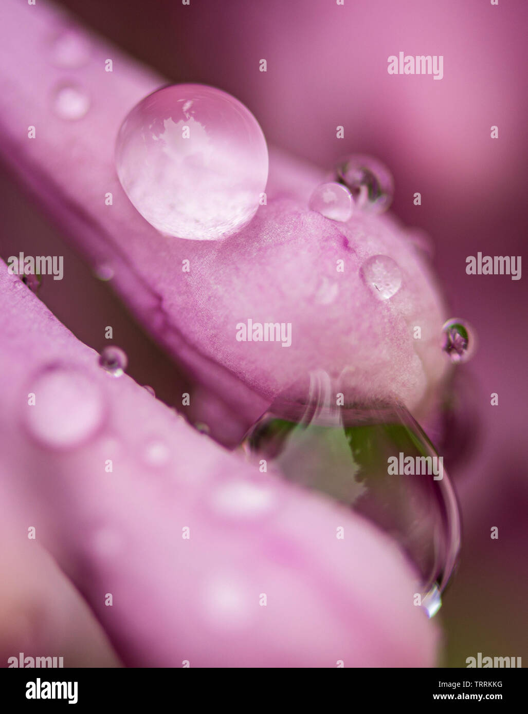 Super Macro fotografia di fiori lilla nella primavera coperti in gocce di rugiada Foto Stock