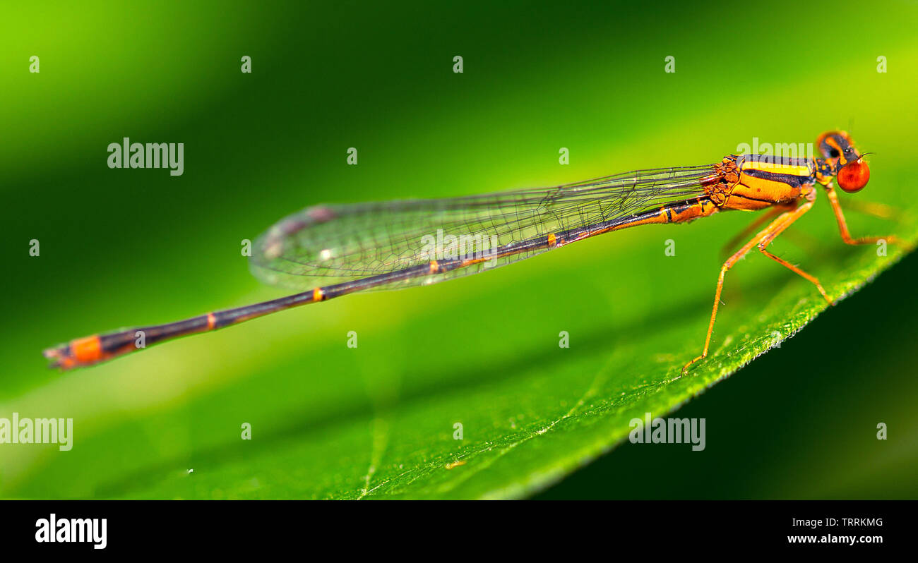 Corpo pieno immagine macro di un arancione damselfly (Zygoptera) in appoggio su una foglia in prossimità di un lago in New York Foto Stock