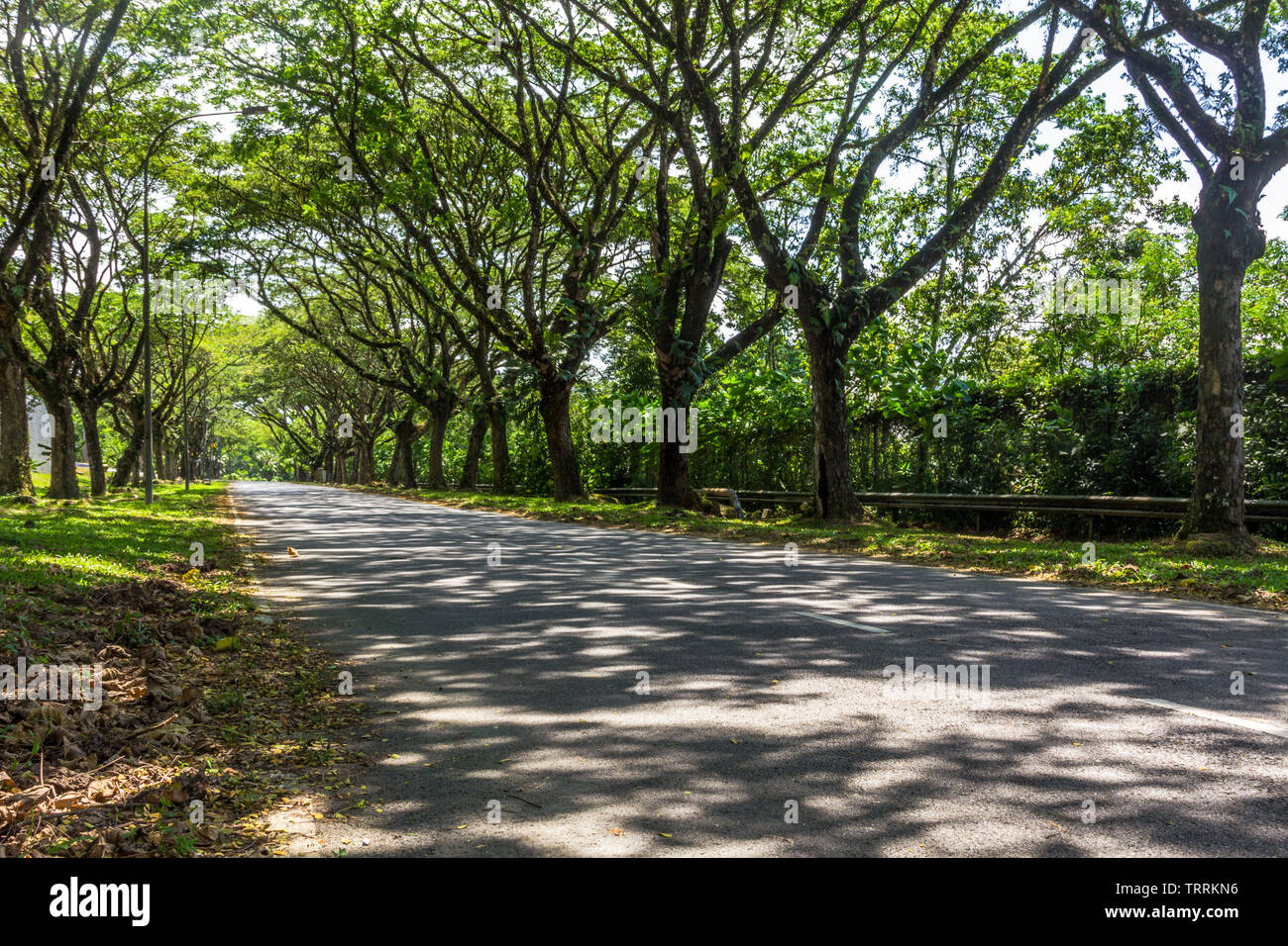 Percorso lungo. Albero lungo il percorso. Luce e ombra. Giornata di sole. Percorso di cemento. Lungo la strada. Punto di fuga. Di ispirazione. Il sentiero del parco. Giorno d'estate. Ombre su f Foto Stock