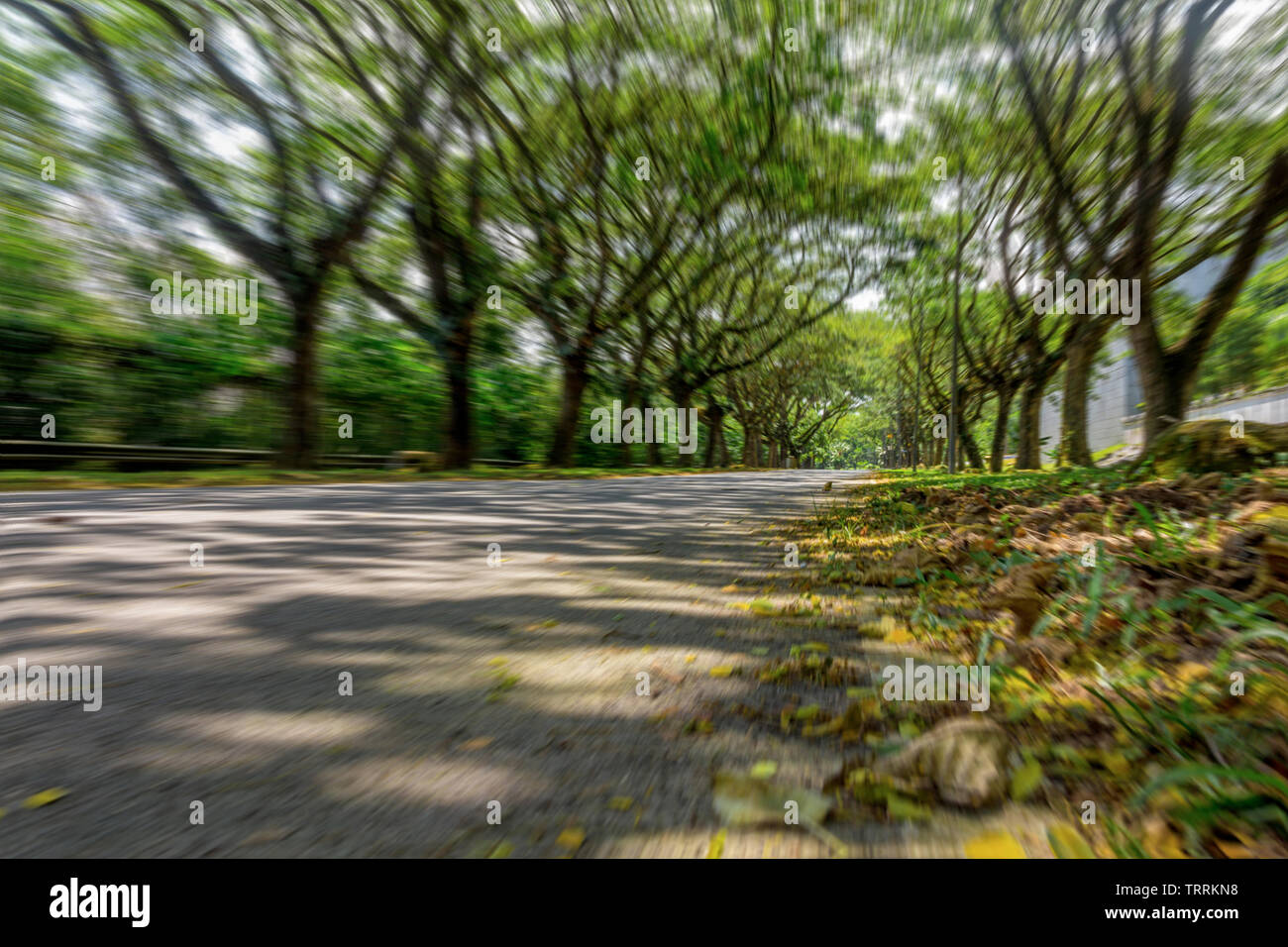 Motion Blur Street nel quartiere di lusso coperto con arcate a rami di alberi Foto Stock