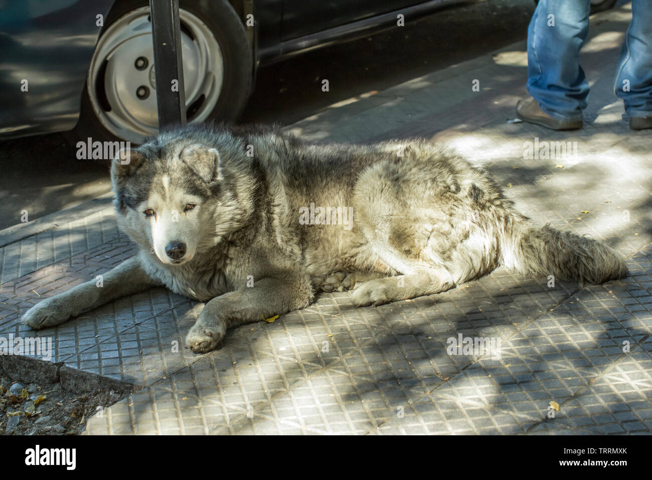 Cane Haski giacente sulla strada pavimento di cemento Foto Stock