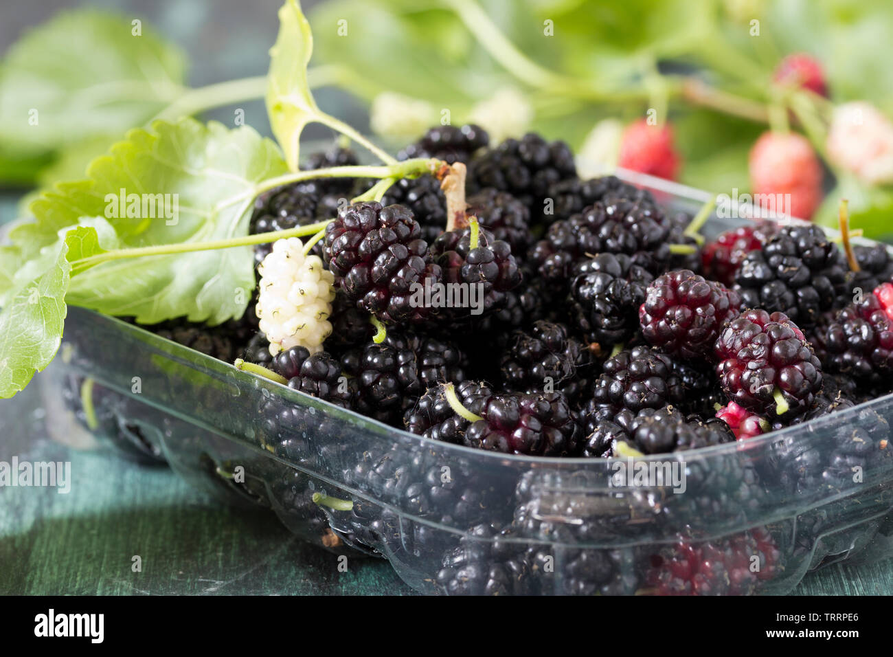 Organici di frutti di gelso in un vassoio di plastica Foto Stock