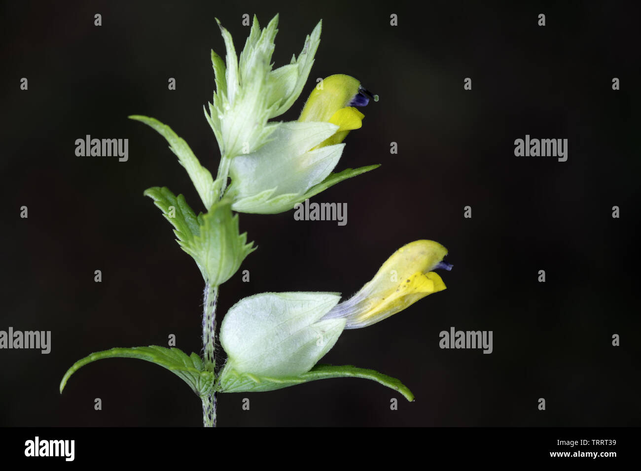 Rhinanthus angustifolius, noto come maggiore giallo-battito Foto Stock