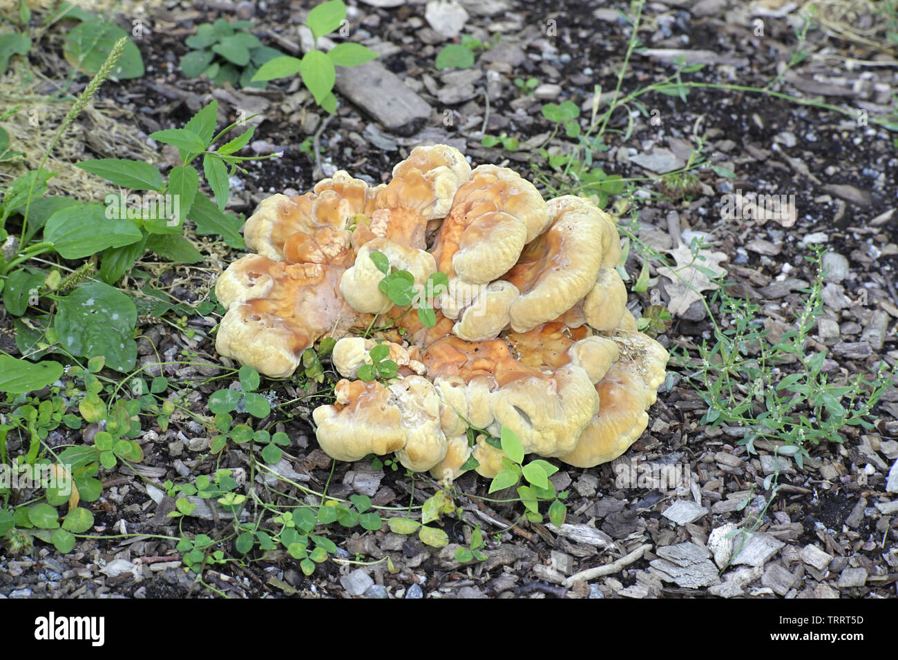 Laetiporus sulfurei, noto come Crab-di-il-woods, chiamato anche polypore zolfo e zolfo ripiano Foto Stock