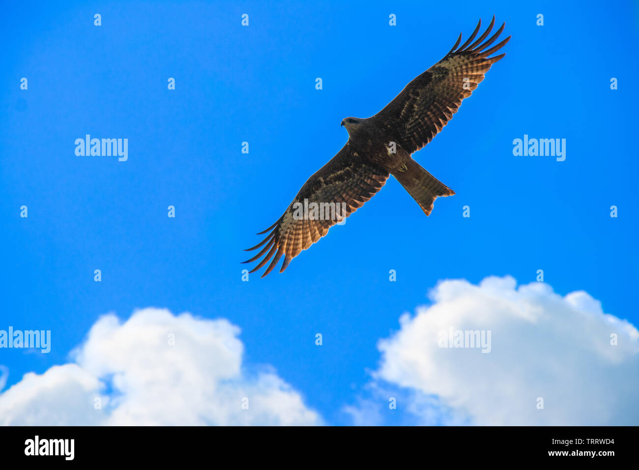 Eagle volando attraverso il cielo blu in cerca di preda Foto Stock