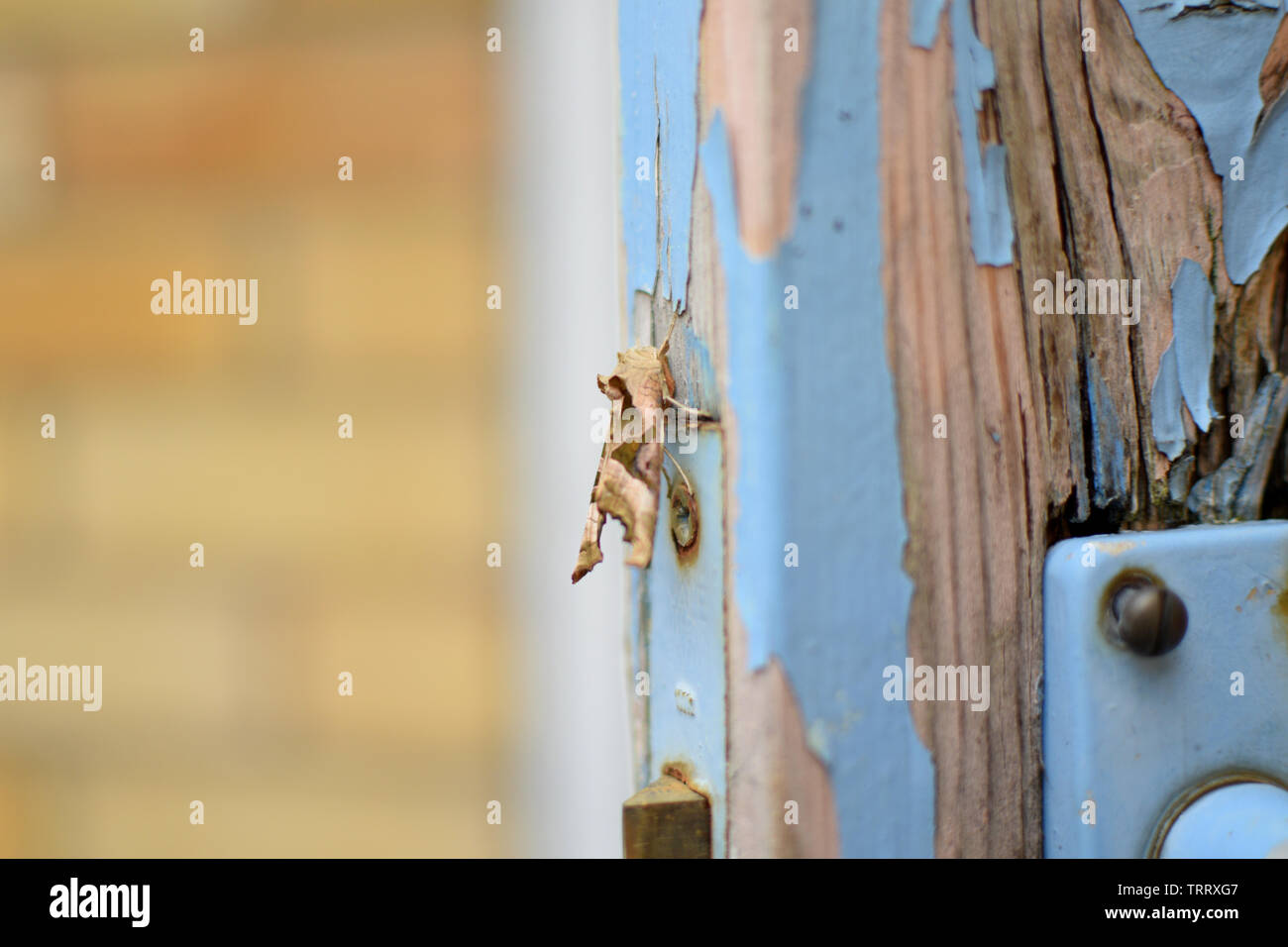 FALENA Foto Stock