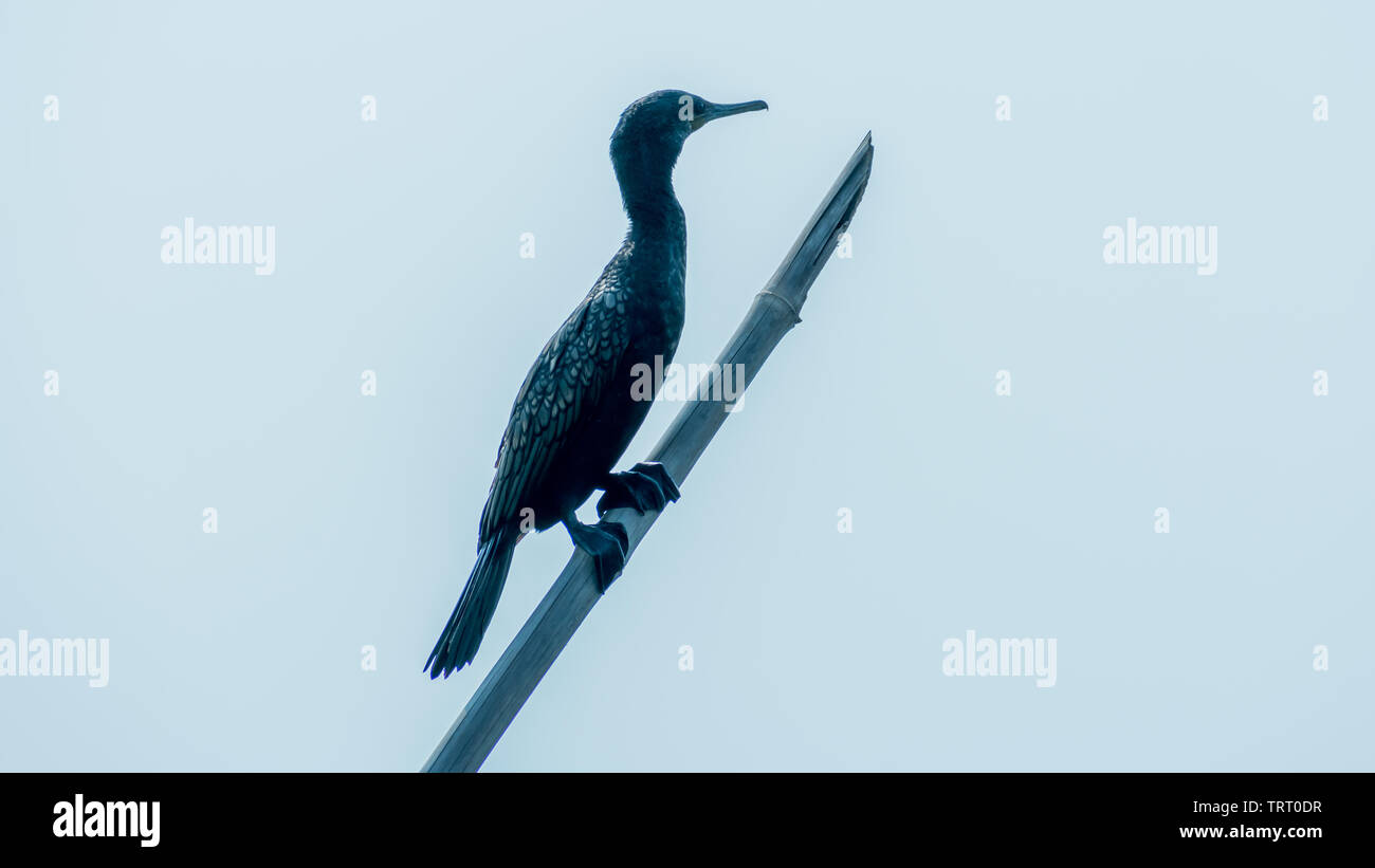 Double-crestato (Phalacrocorax auritus) cormorano, un nero opaco uccello di pesca di Kumarakom Bird-- Santuario. Popolare in fiumi laghi e zone costiere Foto Stock