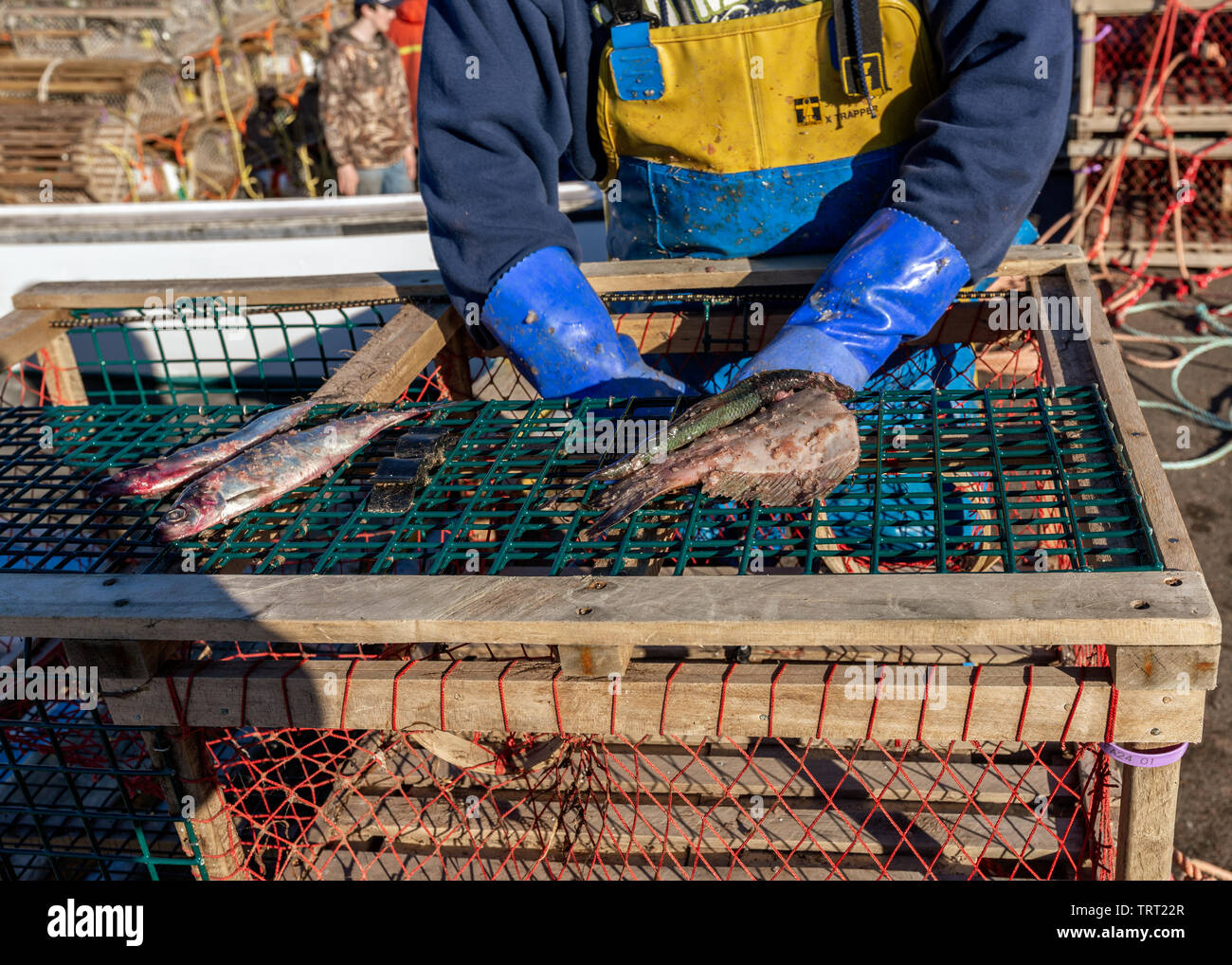 Fisherman baiting una trappola di aragosta con pesce crudo. Foto Stock