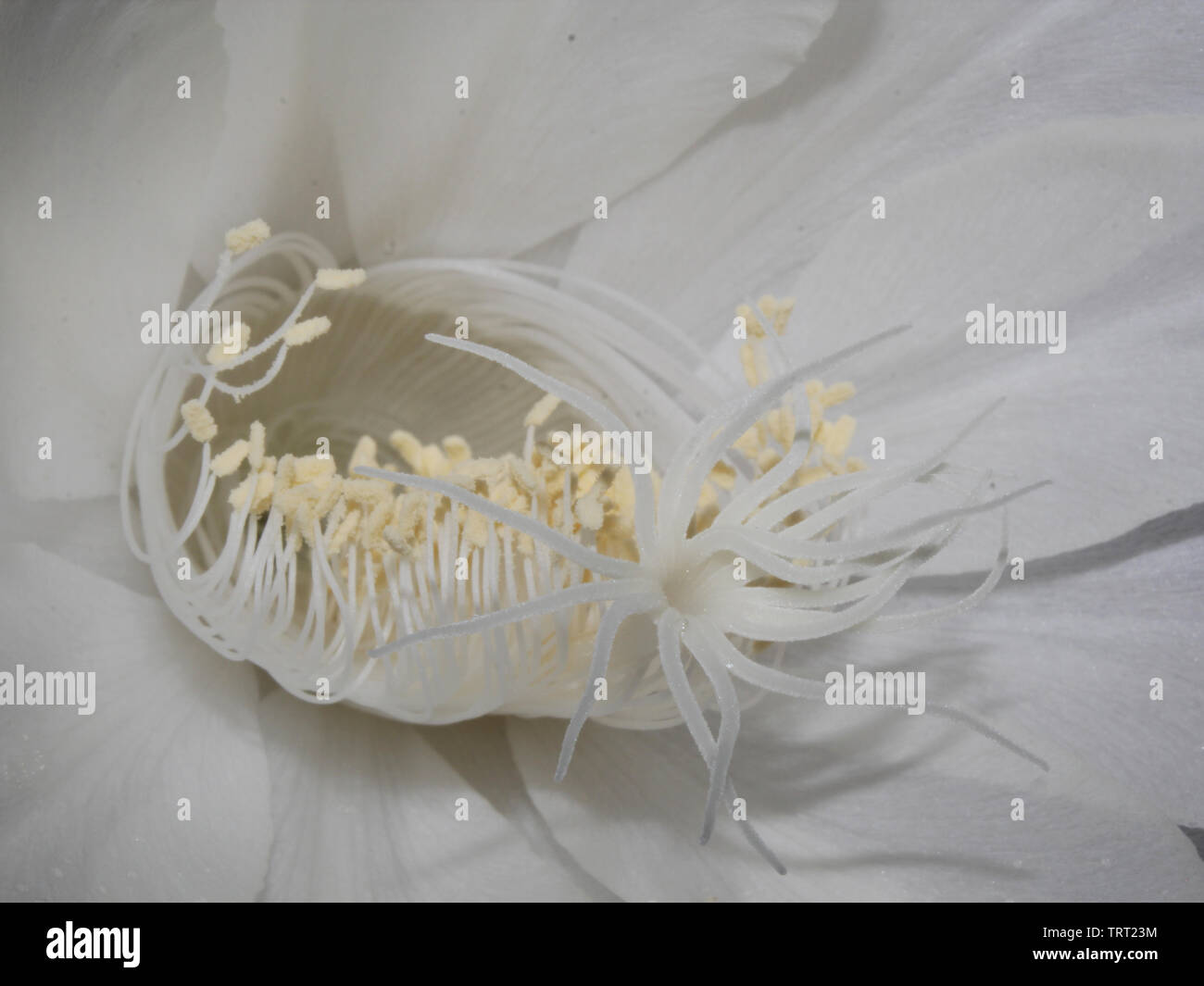 Epiphyllum oxypetalum (aka Brahmakamal) è una specie di cactus che fiorisce una volta l'anno. Foto Stock