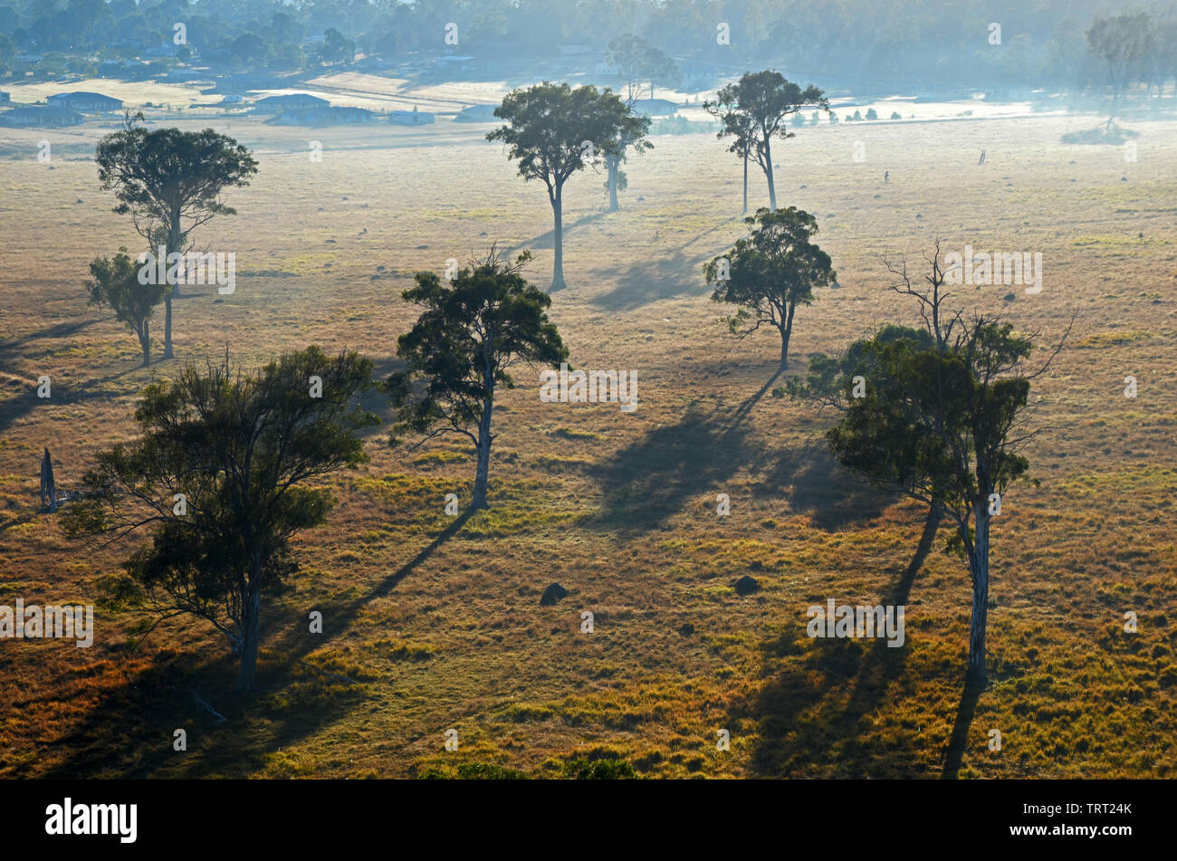 Gli alberi di gomma in un campo nell'entroterra della Gold Coast come si vede da una mongolfiera Foto Stock