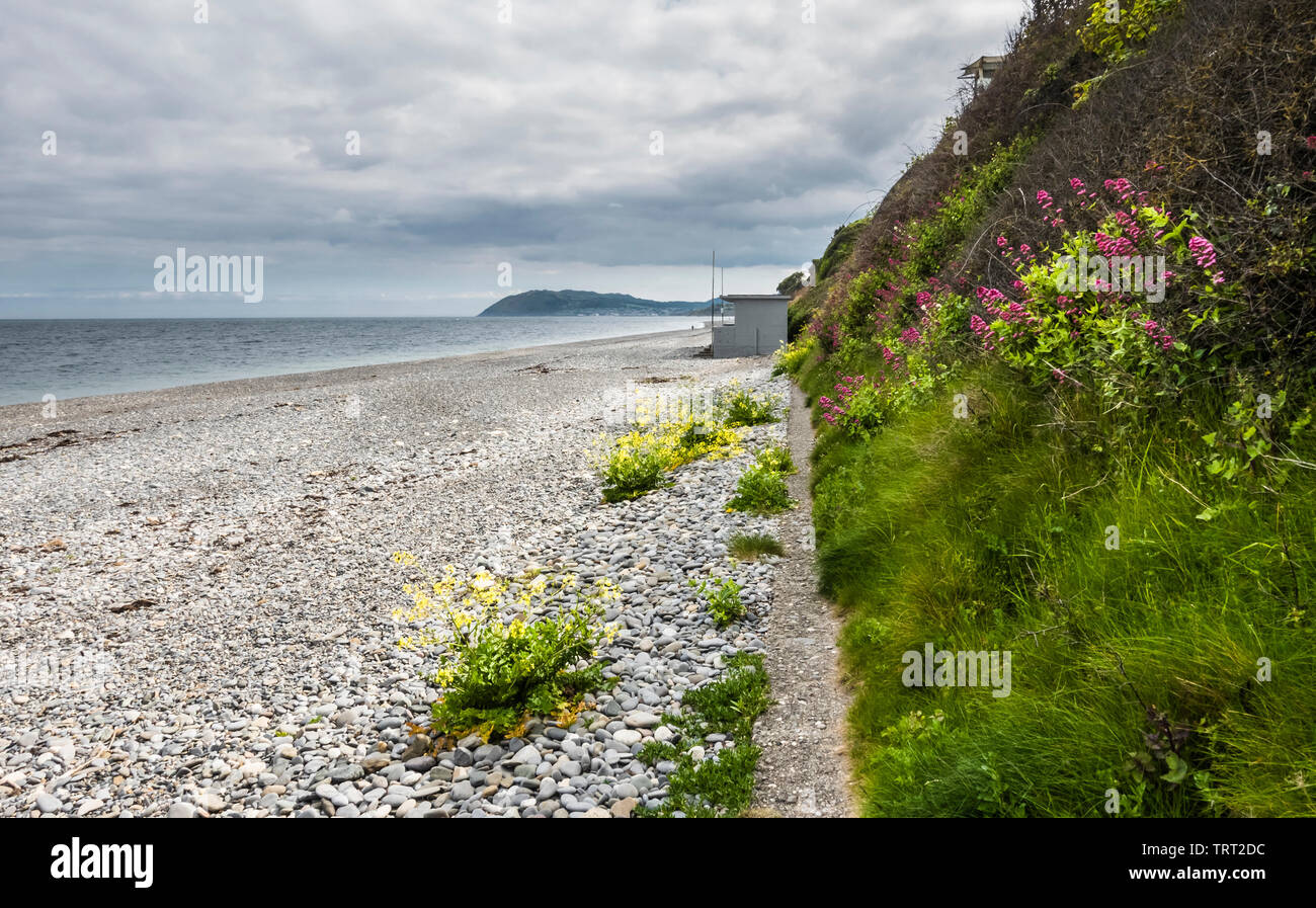 La spiaggia di ciottoli e vegetò scogliere sul mare formato da deriva glaciale a Killiney, County Dublin, Irlanda, guardando verso la testa di Bray County Wicklow Foto Stock