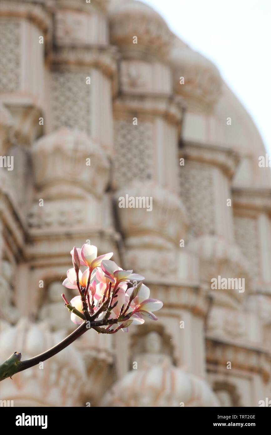 Fiori di colore rosa di Plumeria (Frangipani) con un tempio sfocata facciata in background Foto Stock