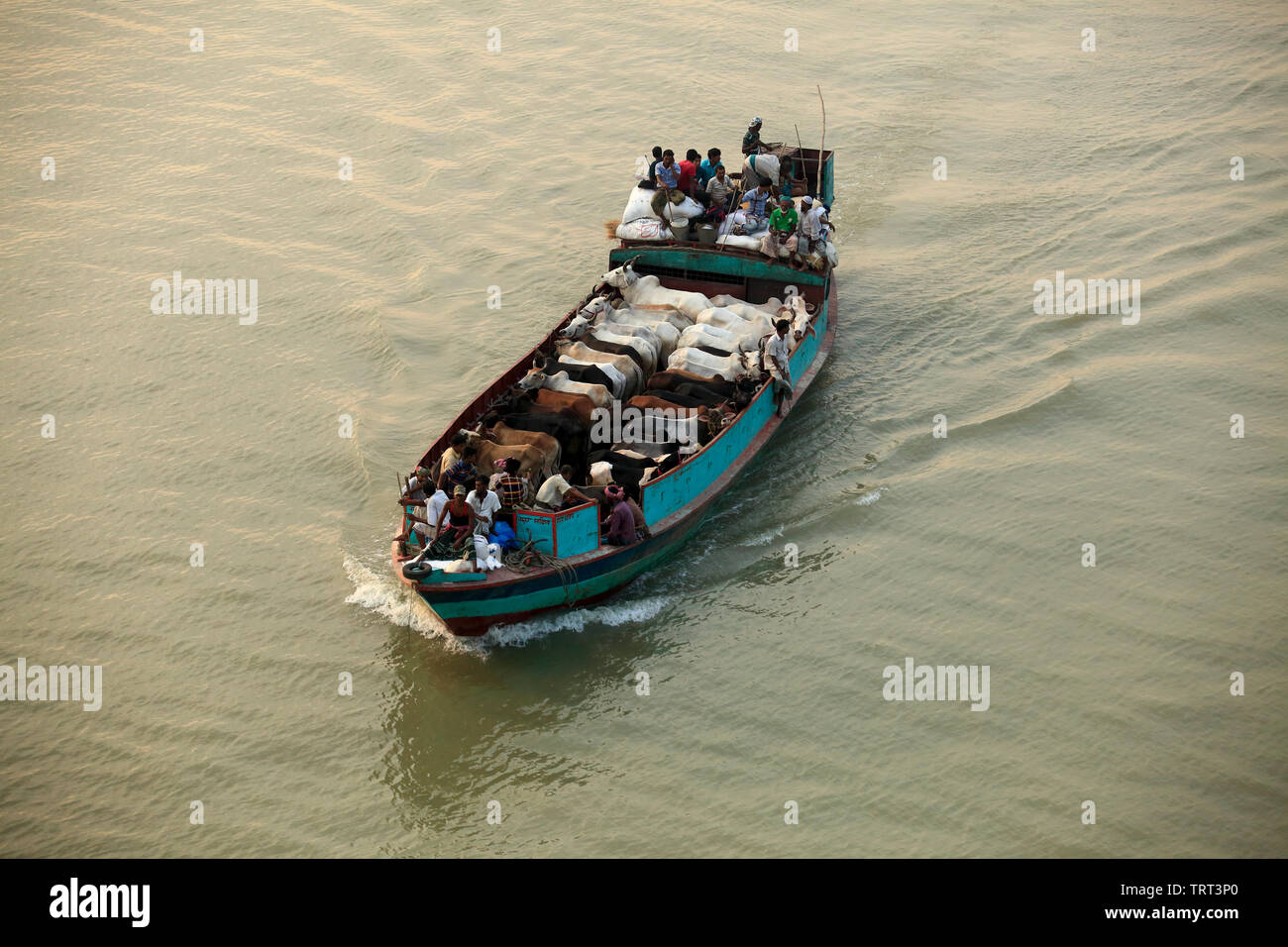 I commercianti di bestiame vacche di trasporto pronti per la macellazione lungo un fiume a Dhaka, precedendo la seconda più grande festa musulmana Eid-ul-Azha. Dacca, Bangl Foto Stock