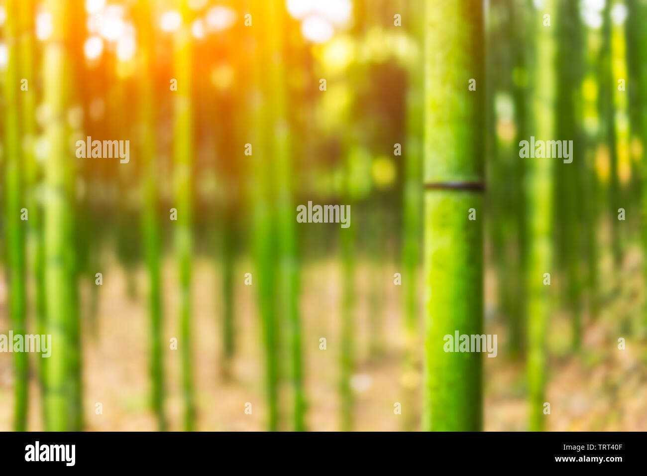 Blur giapponese foresta di bambù per lo sfondo Foto Stock