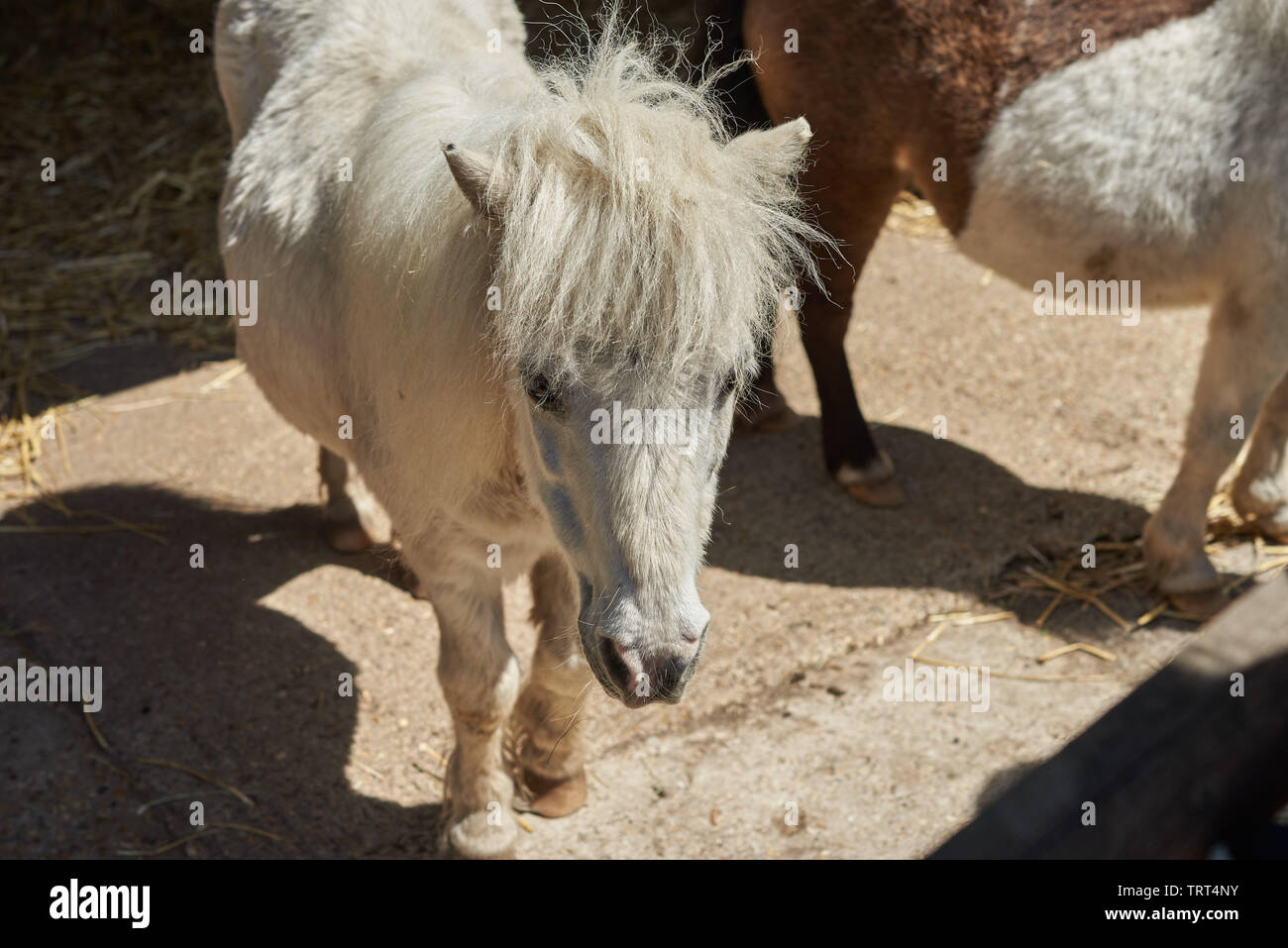 Bella bianca Mini pony Shetland (pony in miniatura) in piedi al sole su una fattoria. Foto Stock