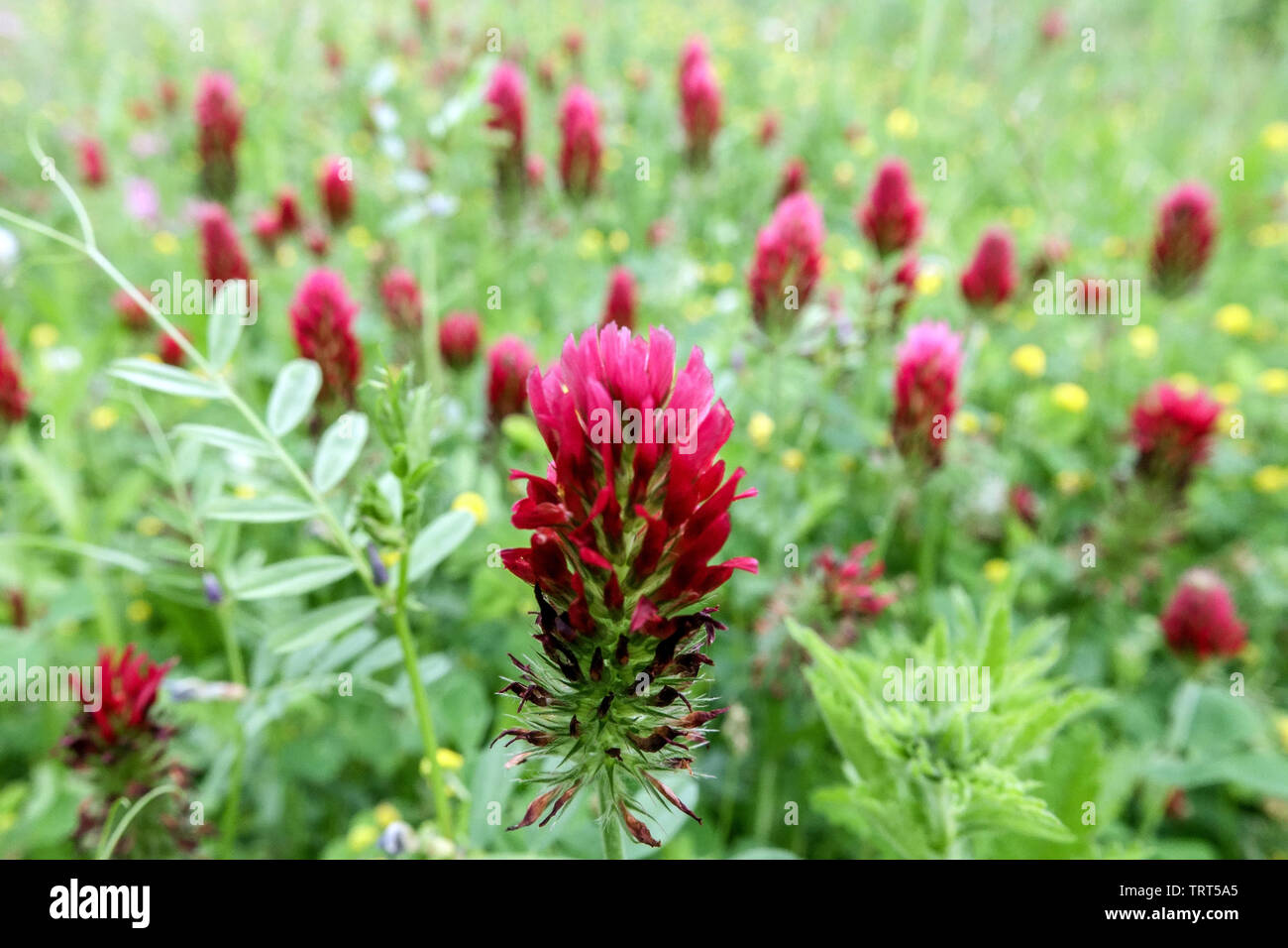 Trifoglio rosso cremisi Trifolium incarnatum Foto Stock