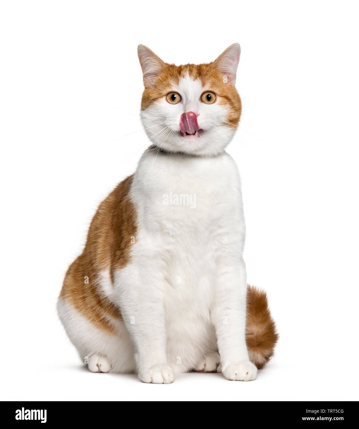 Mixed-razza gatto seduto contro uno sfondo bianco Foto Stock