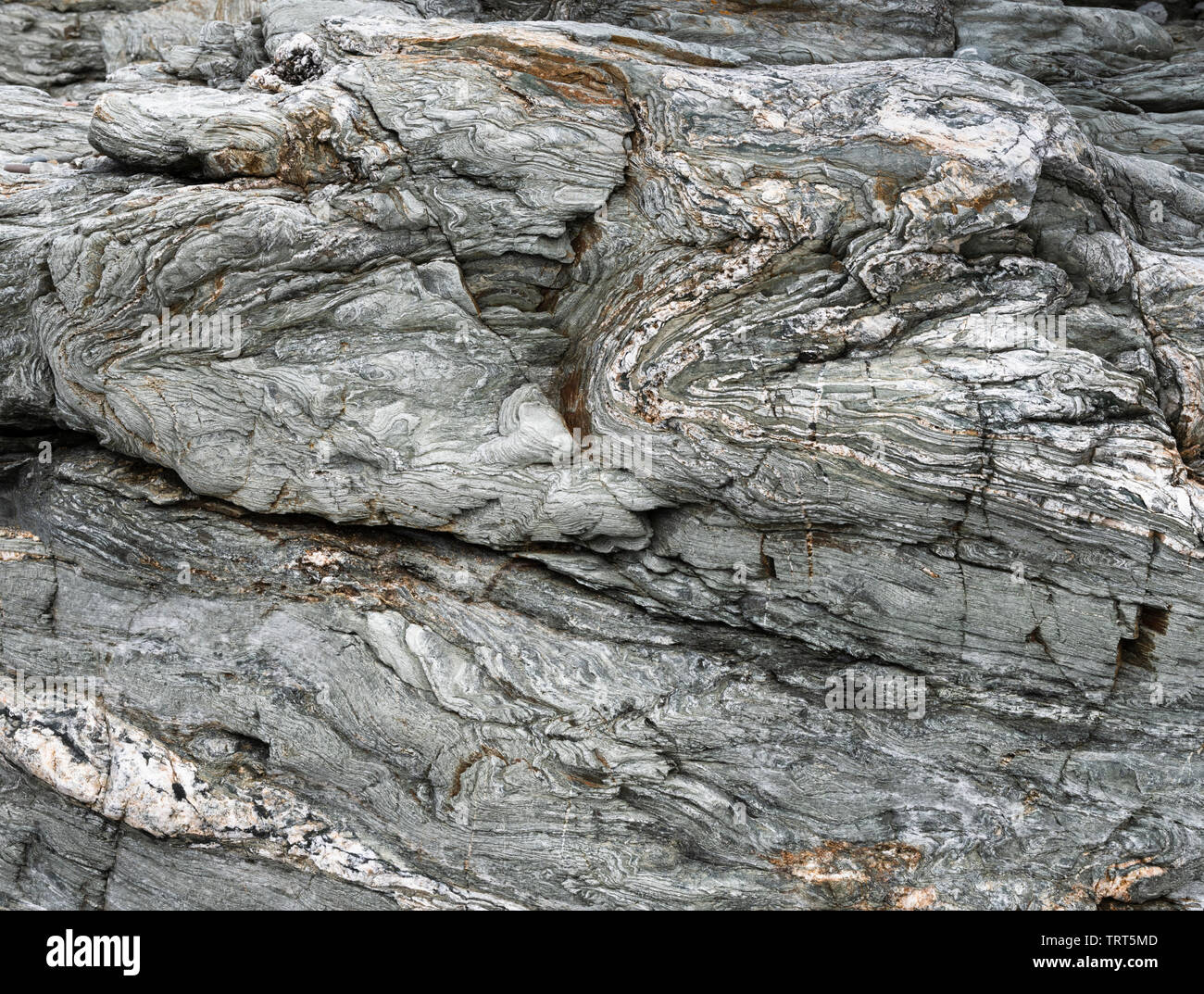 Molto deformato rocce a Trearddur Bay vicino a Holyhead, Anglesey, Galles Foto Stock