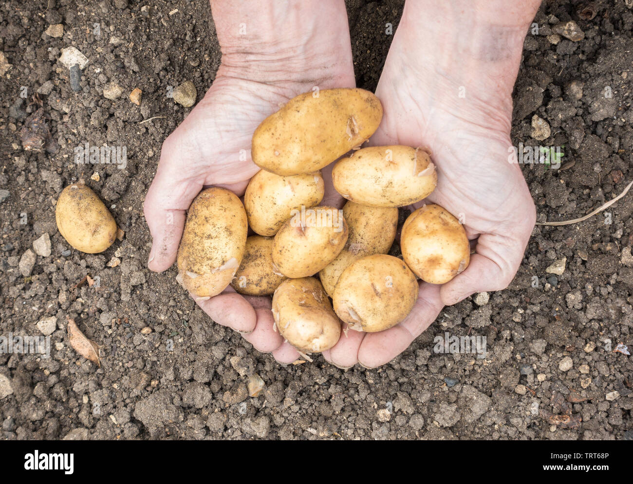 Jersey Royals patate primaticce Foto Stock