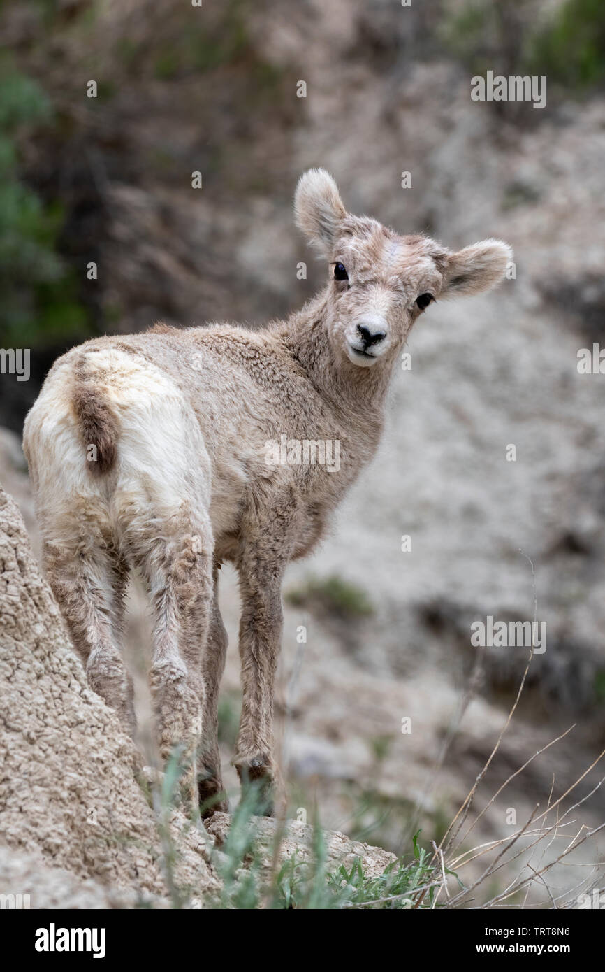 Bighorn (Ovis canadensis) agnello ritratto, Parco nazionale Badlands, Dakota del Sud, Stati Uniti d'America. Foto Stock