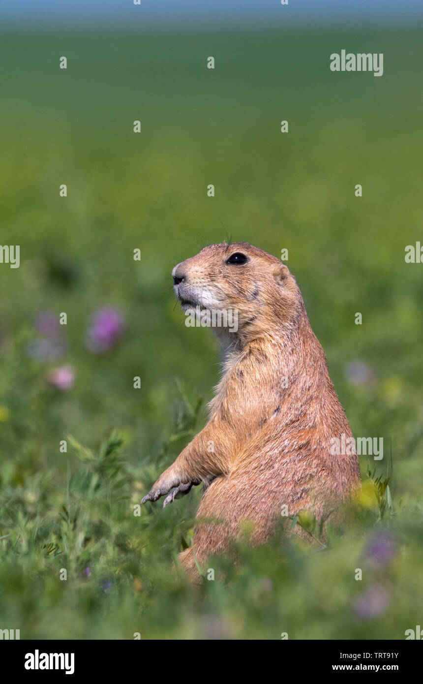 Nero-tailed prairie dog (Cynomys ludovicianus) in piedi, osservando il paesaggio circostante, Parco nazionale Badlands, Dakota del Sud, Stati Uniti d'America. Foto Stock