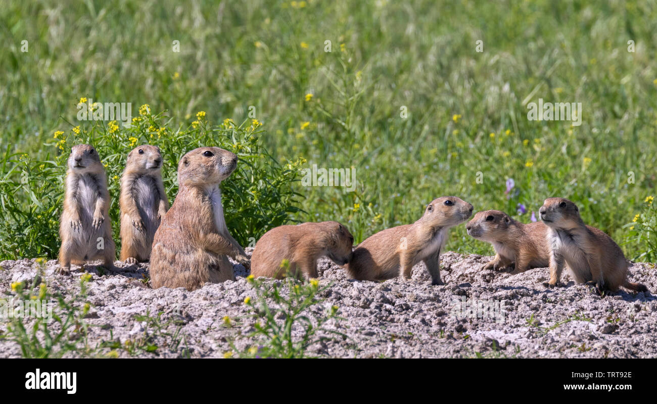 Nero-tailed i cani della prateria (Cynomys ludovicianus), una famiglia a loro scavano, Parco nazionale Badlands, Dakota del Sud, Stati Uniti d'America. Foto Stock
