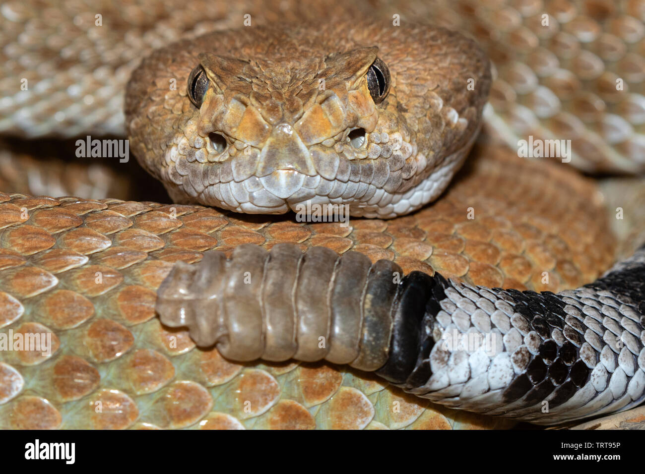 Diamante rosso rattlesnake (Crotalus ruber) ritratto, captive (nativi per western America del Nord) Foto Stock