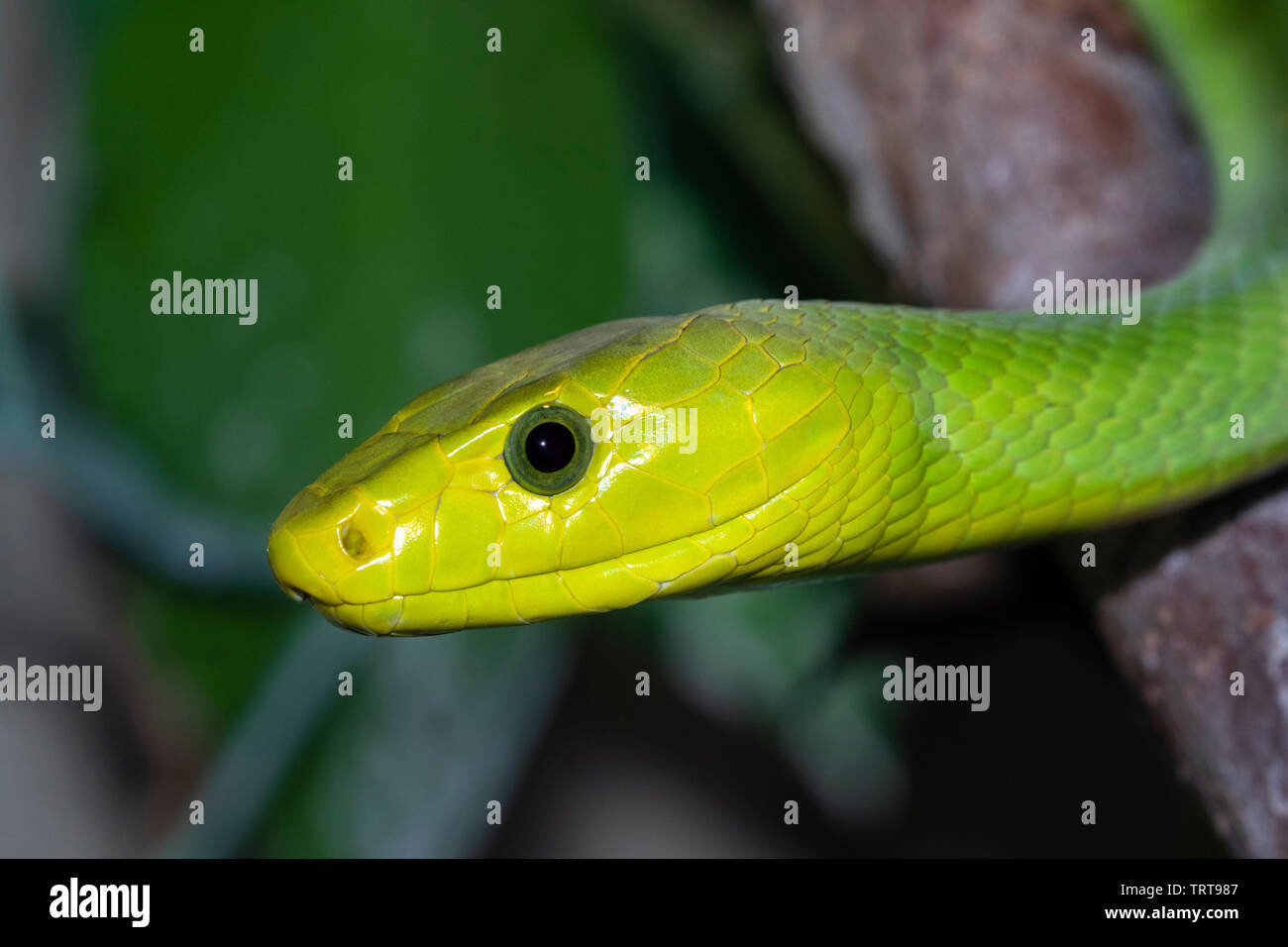 Verde Orientale mamba (Dendroaspis angusticeps) in una struttura ad albero, captive (nativi per l'Africa orientale). Foto Stock