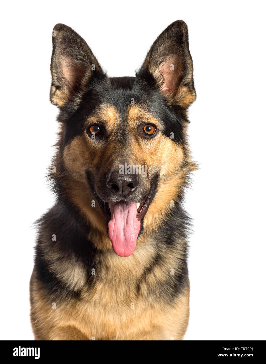 Pastore Tedesco di fronte a uno sfondo bianco Foto Stock