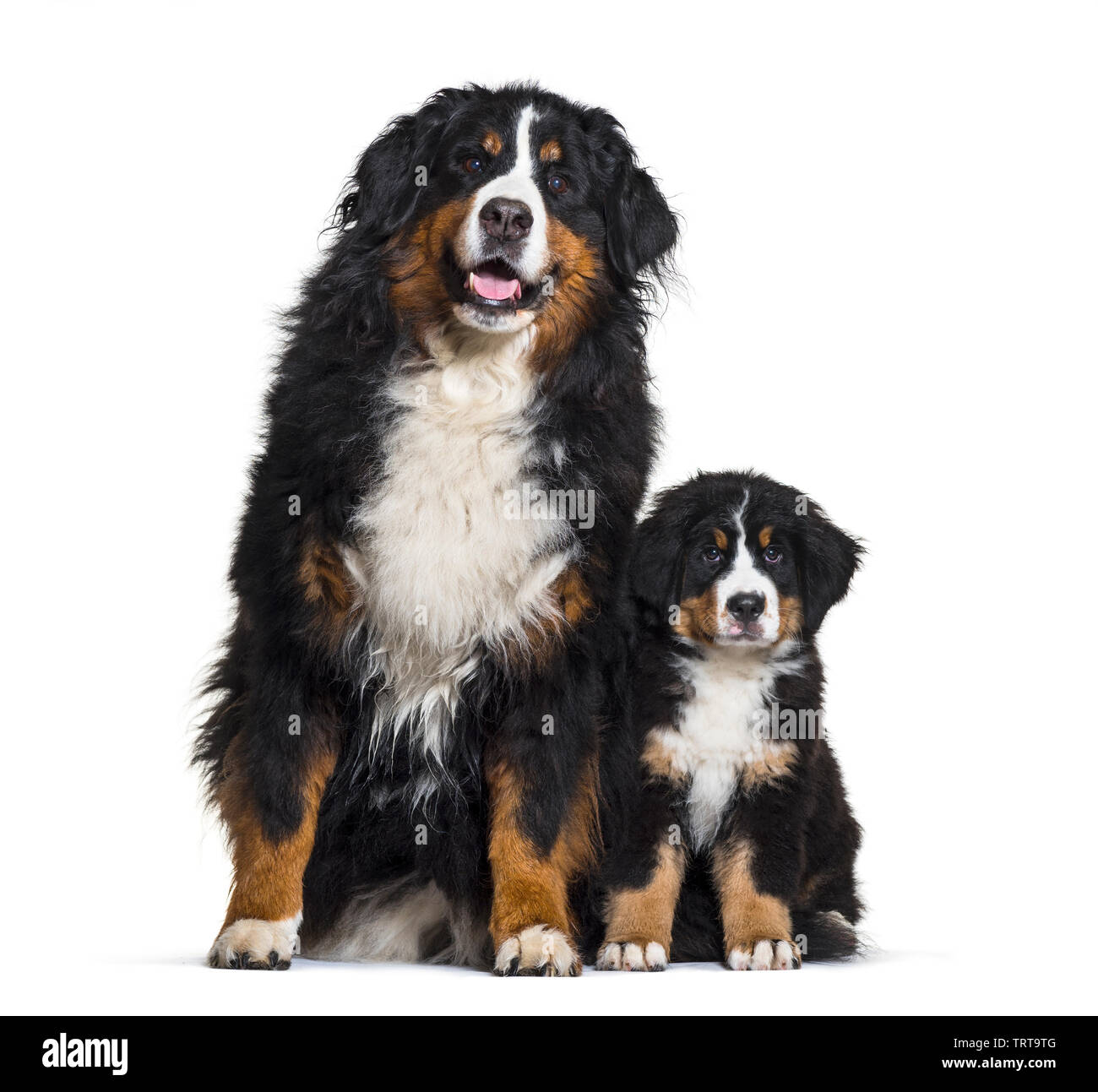 Bovaro del Bernese, 8 anni e 3 mesi di età, seduto di fronte a uno sfondo bianco Foto Stock