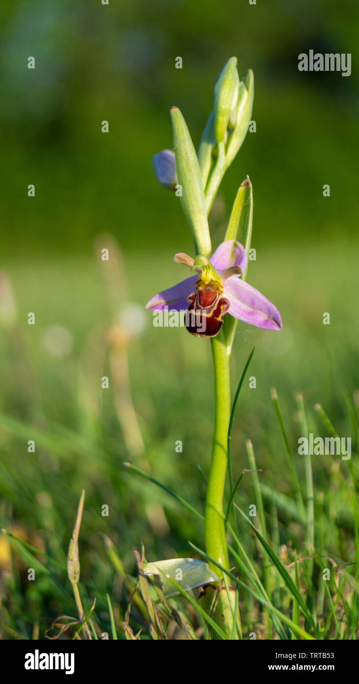 Chiudere fino a livello di terra vista di fiori selvaggi Bee Orchid, orchidee, crescendo in Prato Foto Stock