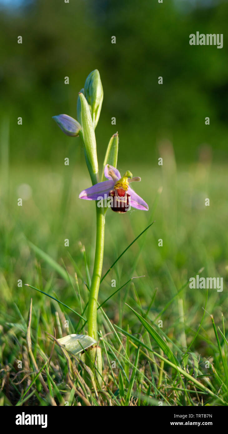 Chiudere fino a livello di terra vista di fiori selvaggi Bee Orchid, orchidee, crescendo in Prato Foto Stock