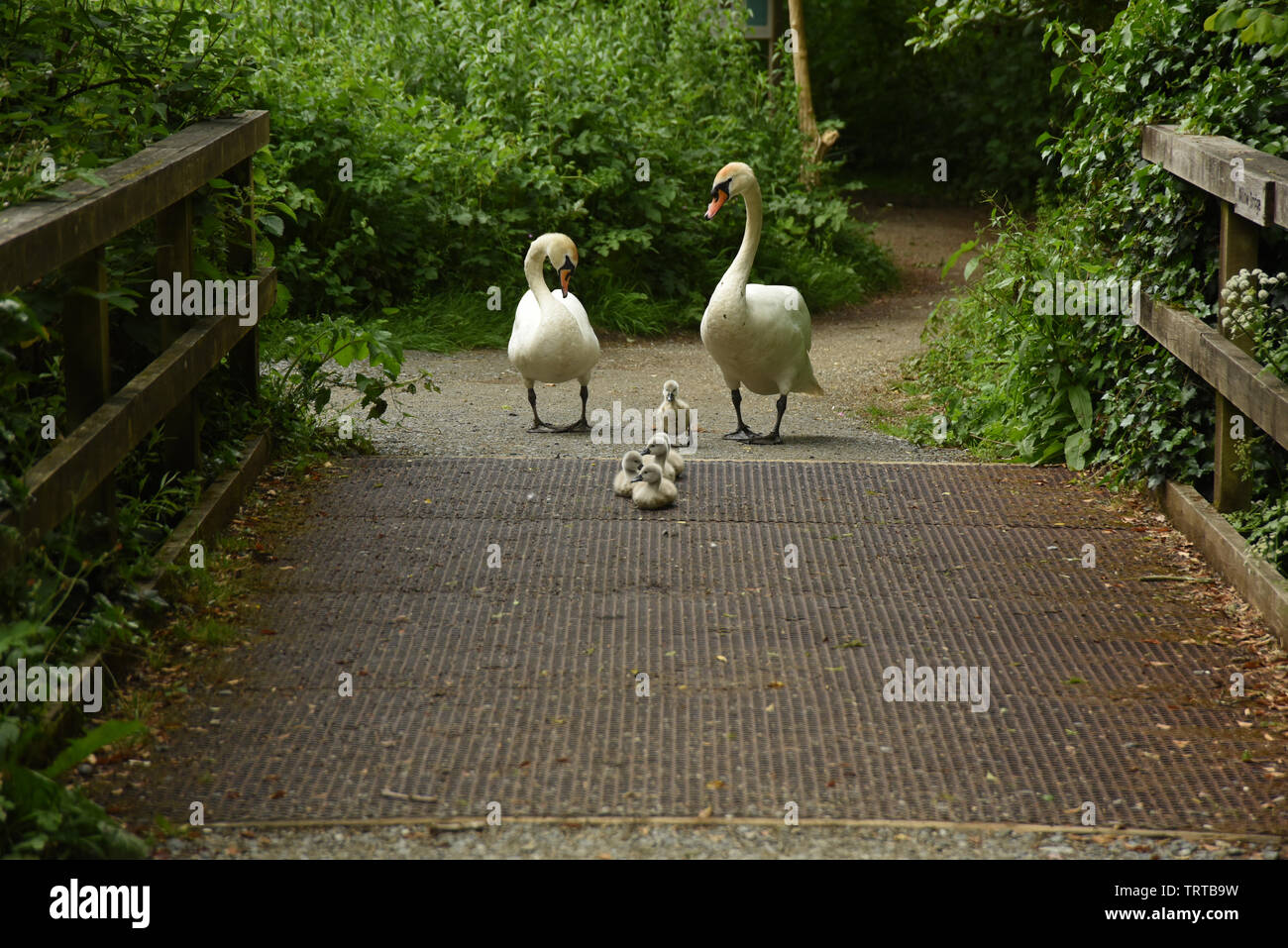 Cigni e prestampati fuori per una passeggiata Foto Stock