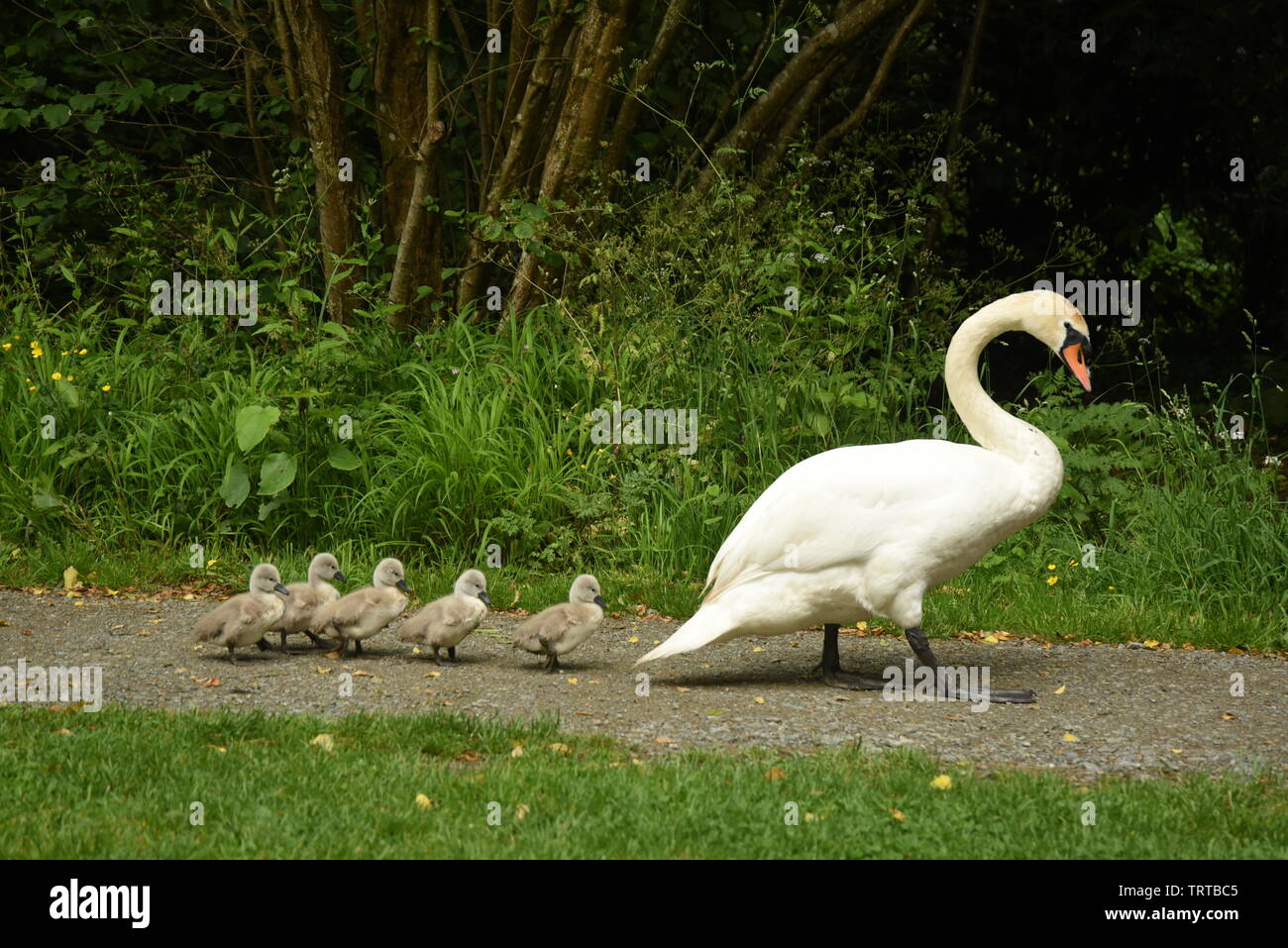 Swan e prestampati Foto Stock