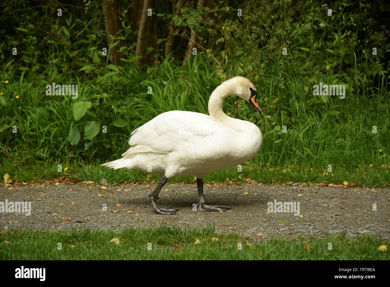 Swan passeggiate Foto Stock