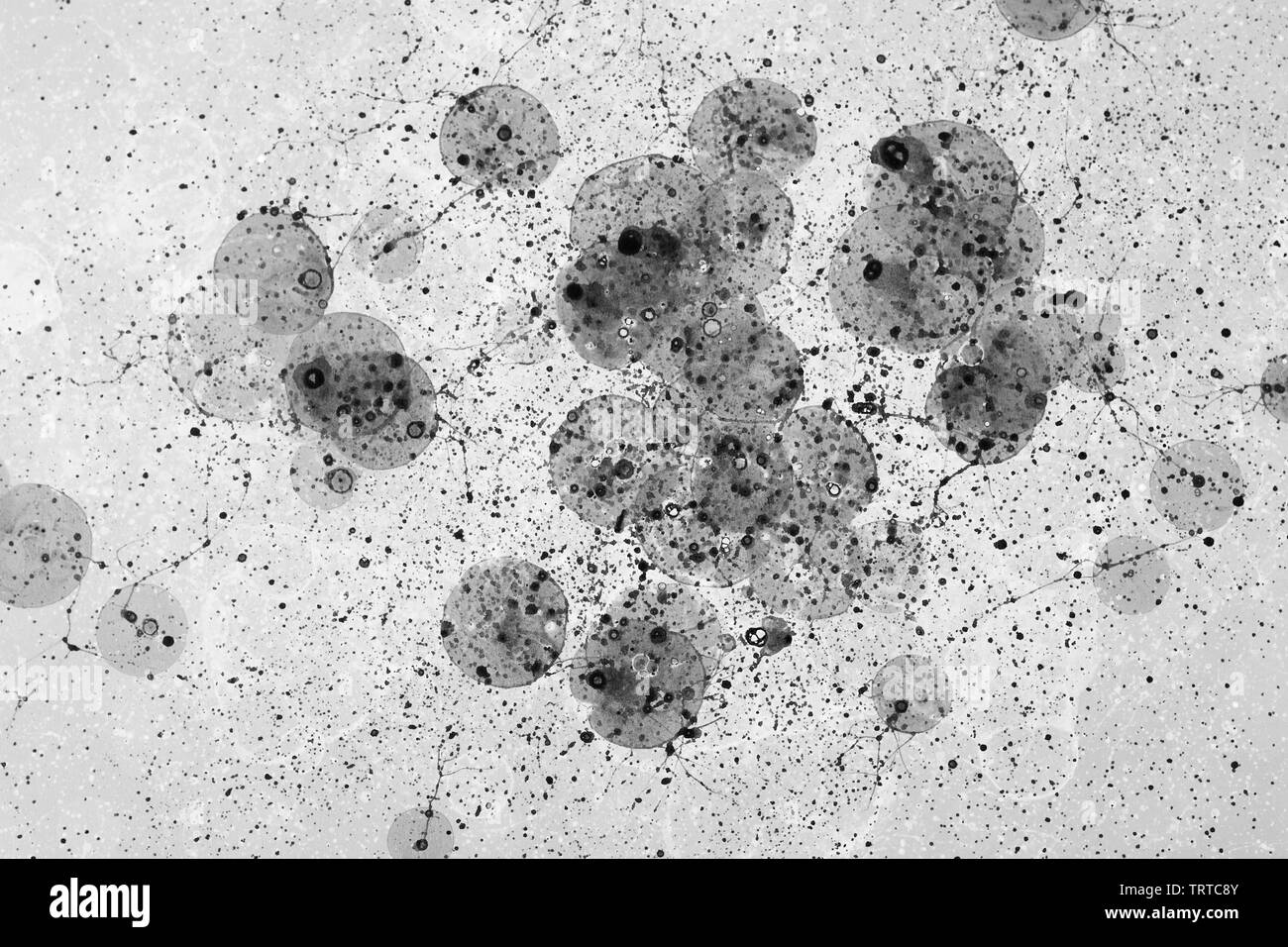Bolla microscopica astratta e motivi di adesione in tonalità monocromatiche e giallo-rosso vivaci, serie di fotografie scientifiche. 2014. Foto Stock