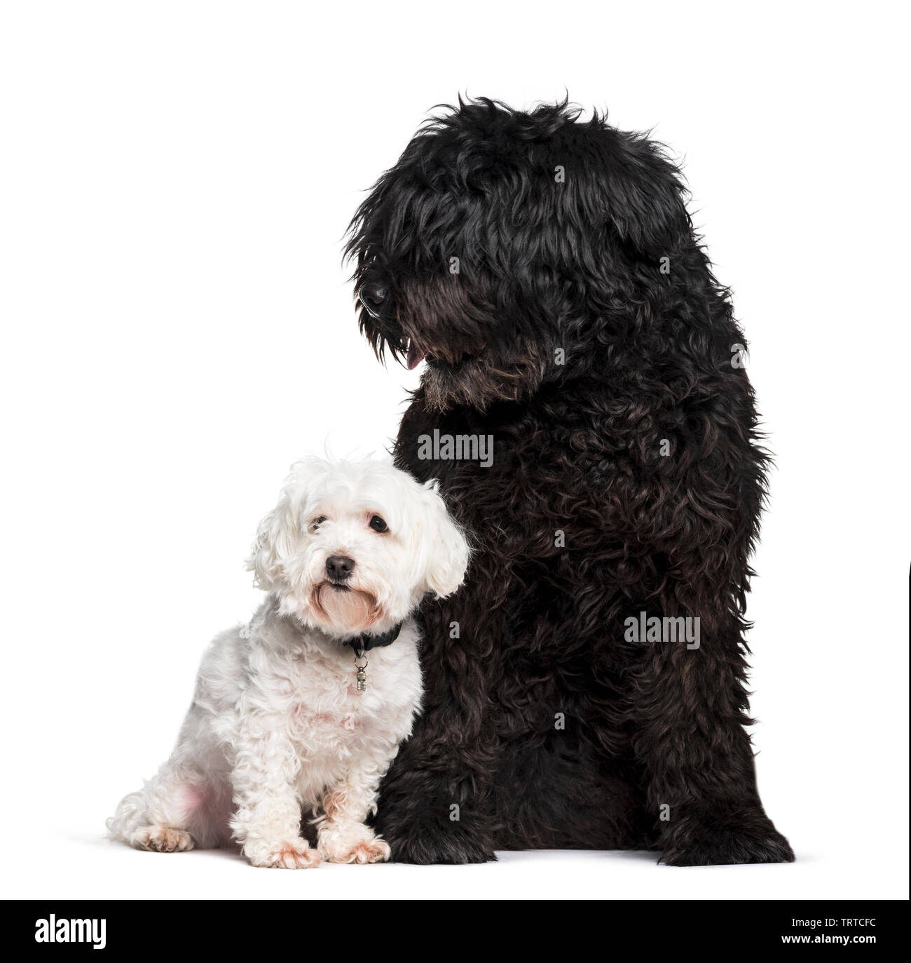 Bouvier des Flandres e Maltese dog sitter contro uno sfondo bianco Foto Stock