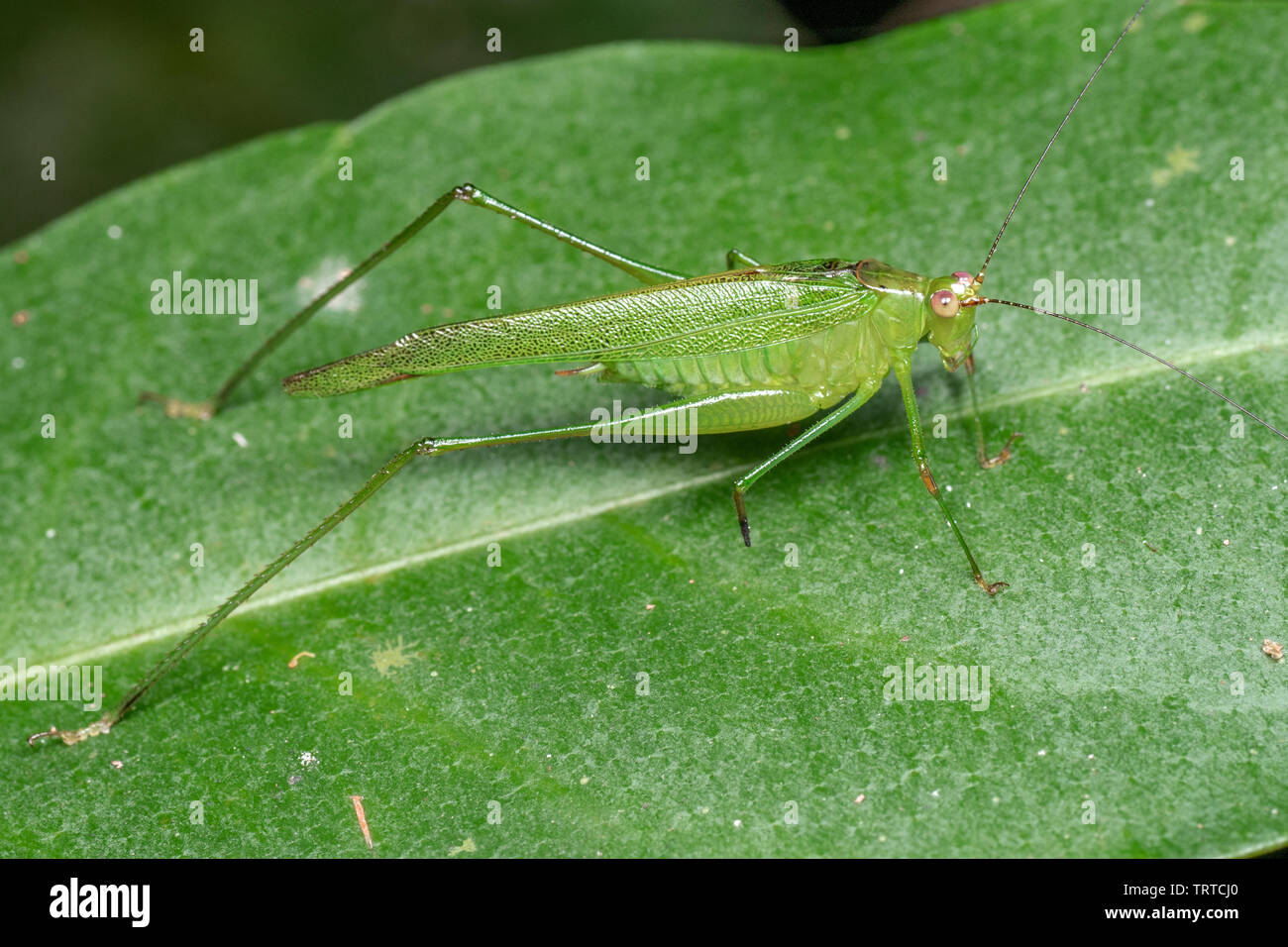 Verde, dalle lunghe gambe katydid rovistando su una foglia nella foresta pluviale, a notte Foto Stock