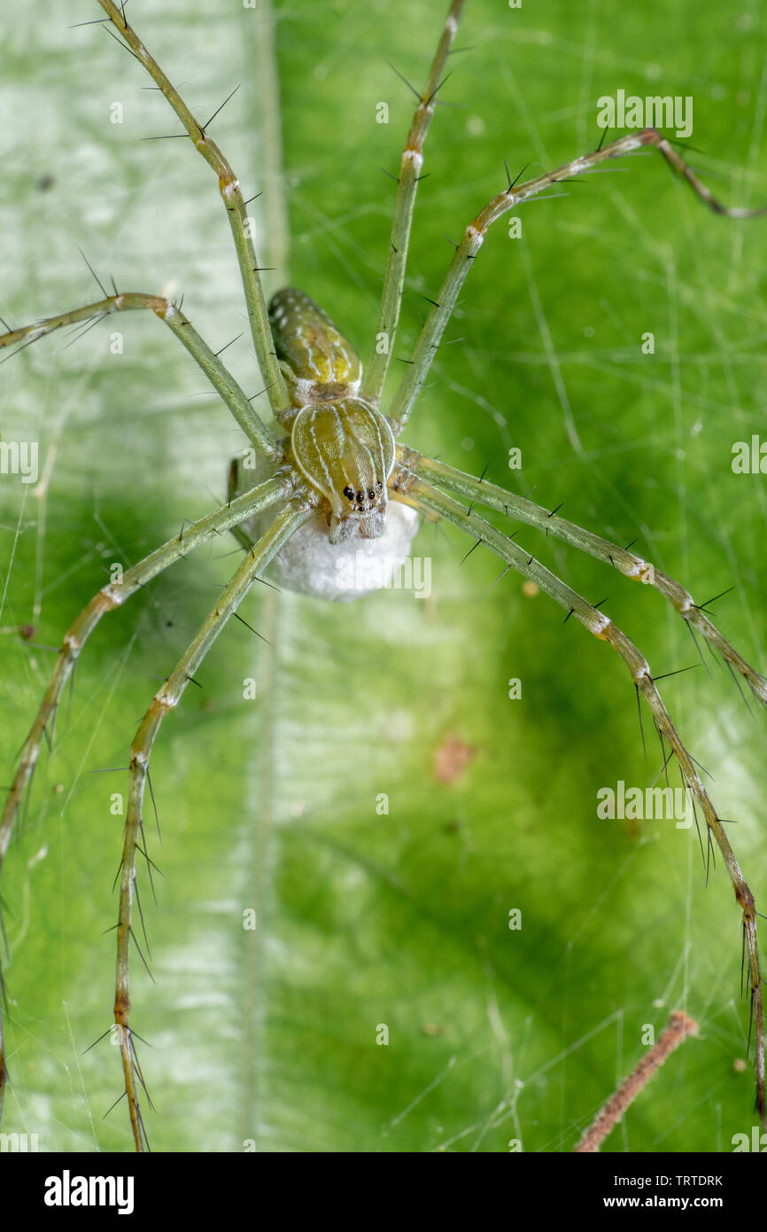 Hygropoda lineata, northern rivestita la pesca spider, su una foglia nella foresta pluviale del Queensland, Australia Foto Stock