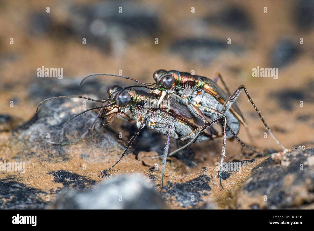 Tiger metallico coleotteri (Cicindellidae) coniugata, Queensland, Australia Foto Stock