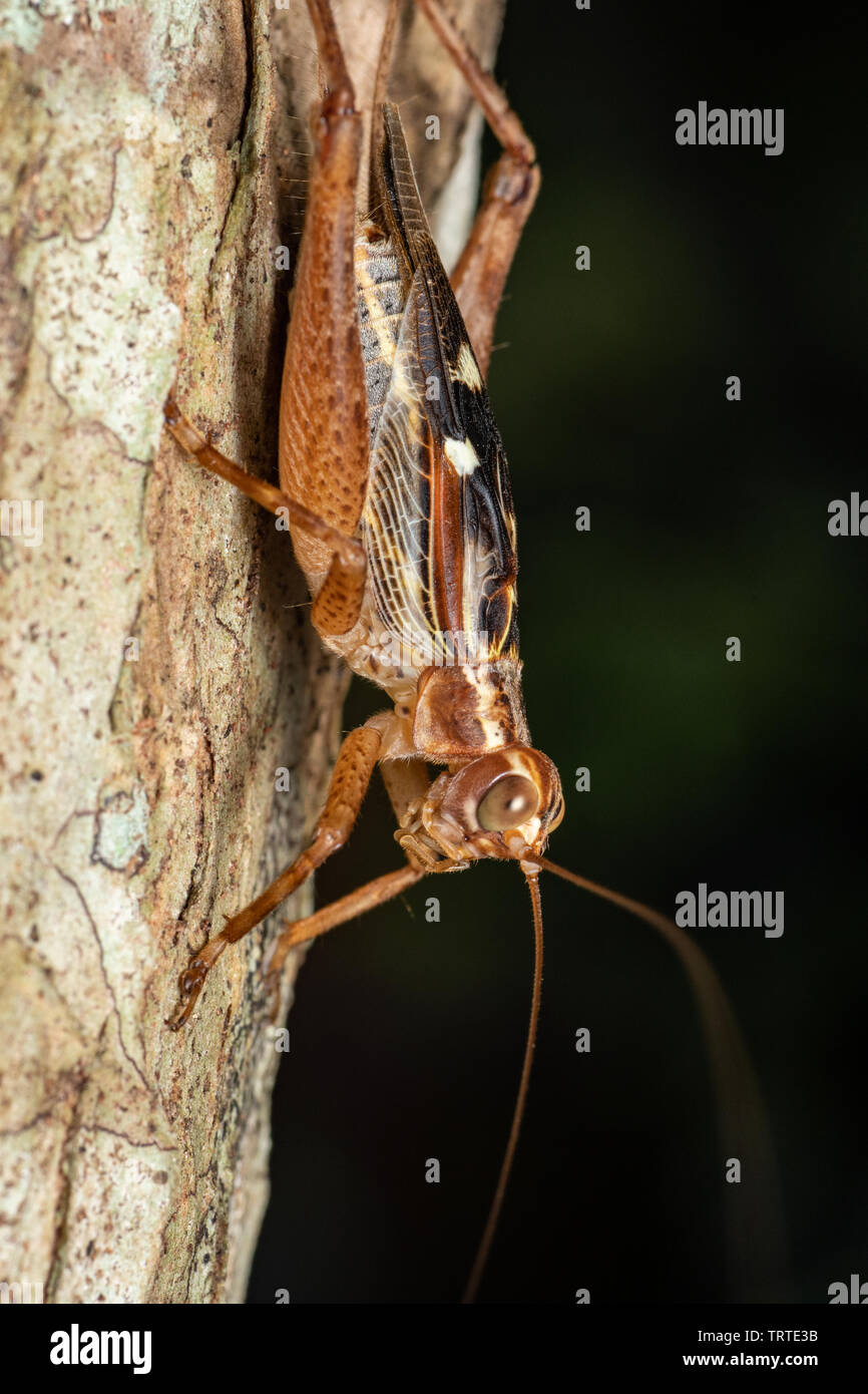 Vero cricket adulto, Cardiodactylus novaeguineae, nella foresta pluviale tropicale Foto Stock