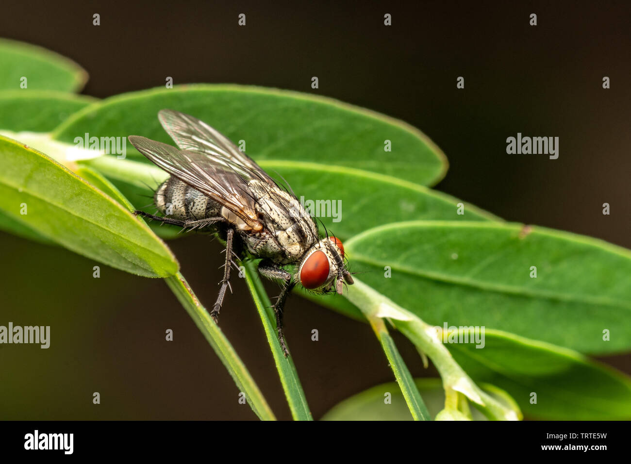 Bush fly, Musca vetustissima, a riposo. Queensland, Australia. Foto Stock