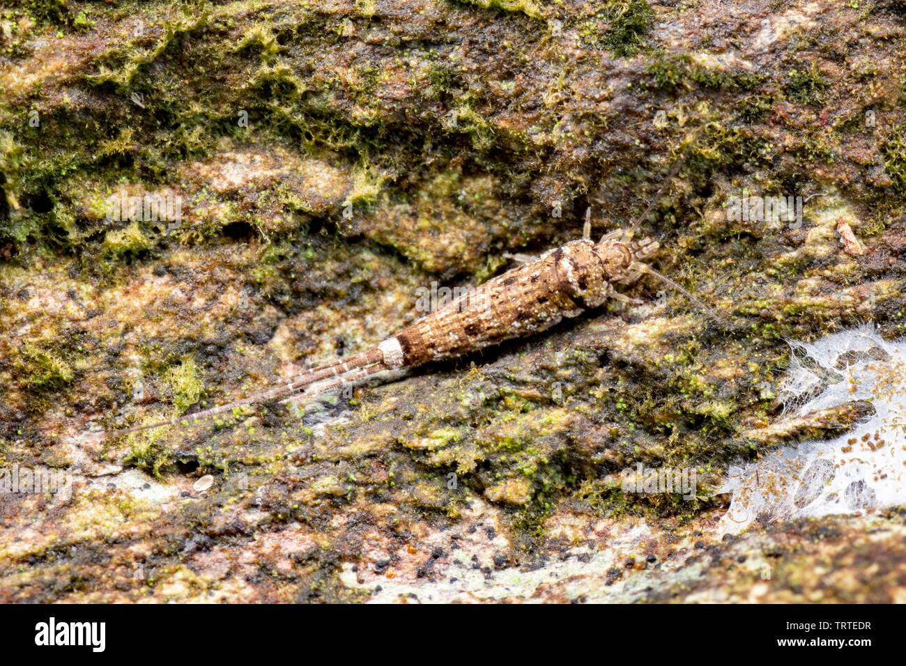 Jumping bristletail, Archaeognatha, un unfrequently insetto visto dalla foresta pluviale del Queensland piano. Foto Stock